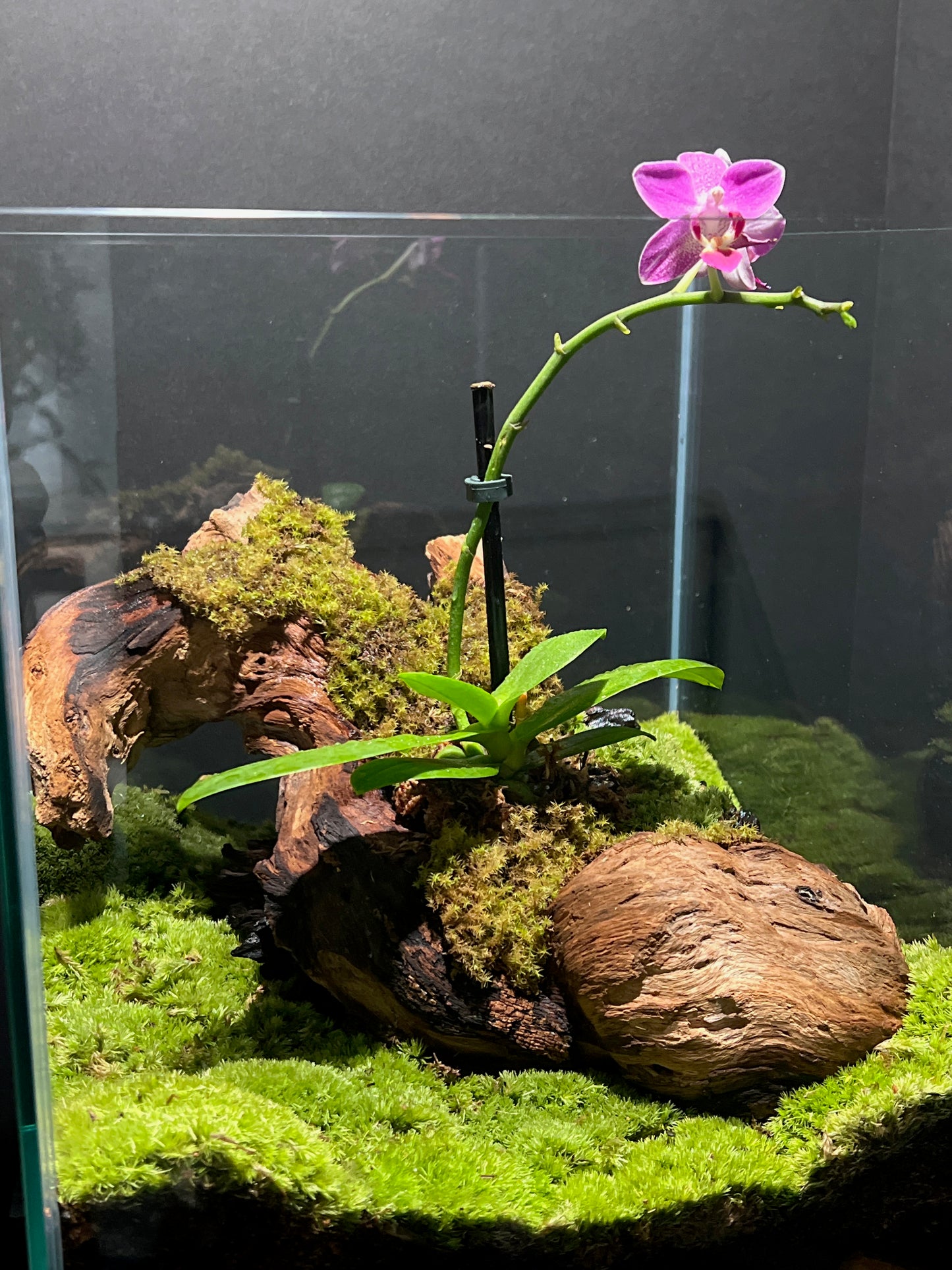 Terrarium #48