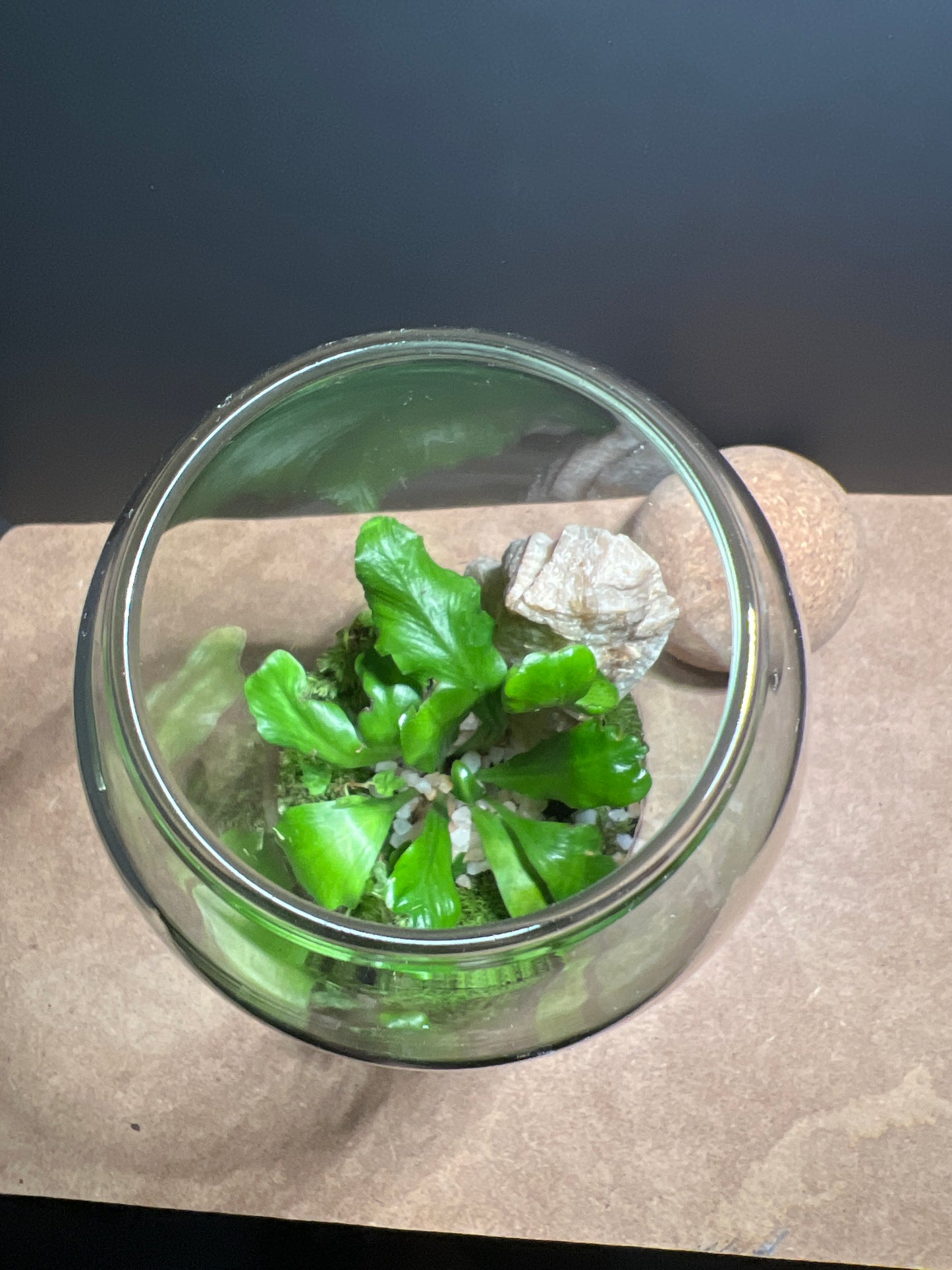 Terrarium 467