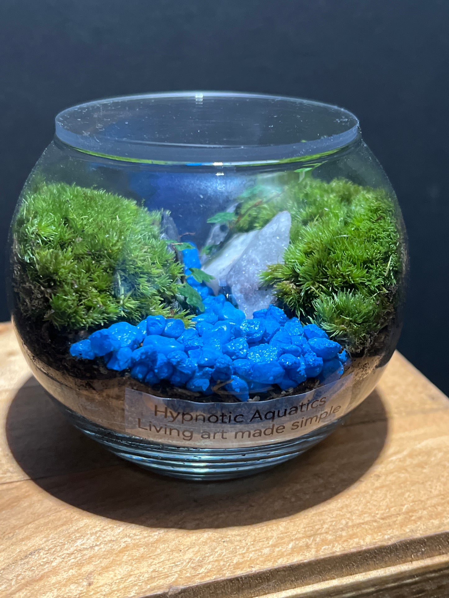 Terrarium #110