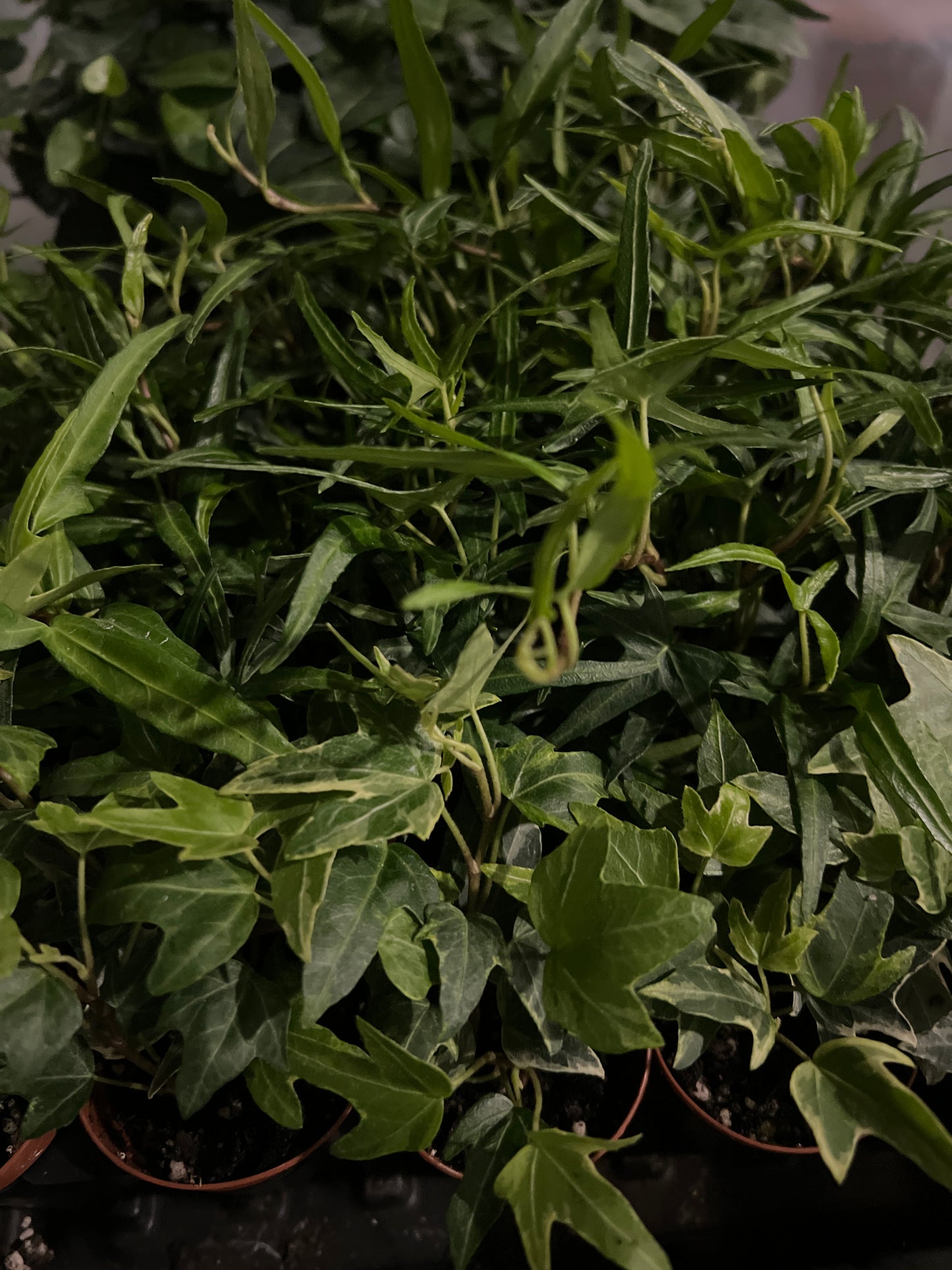 Live Plants: Hedera Mix
