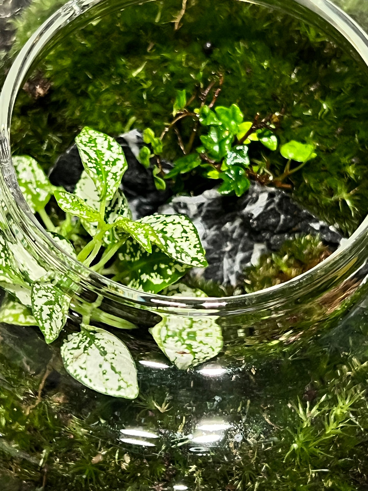 Terrarium 364