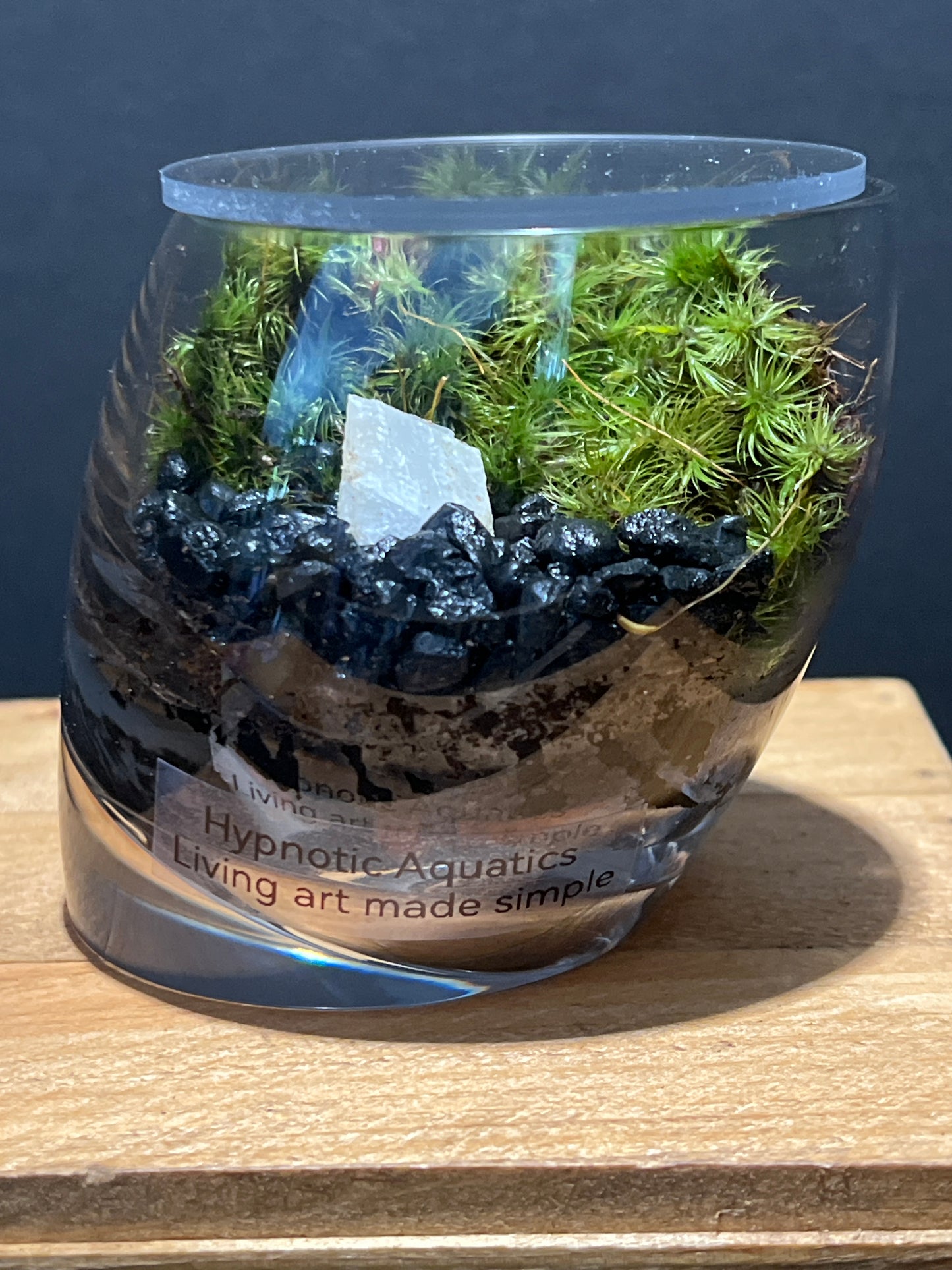 Terrarium #112