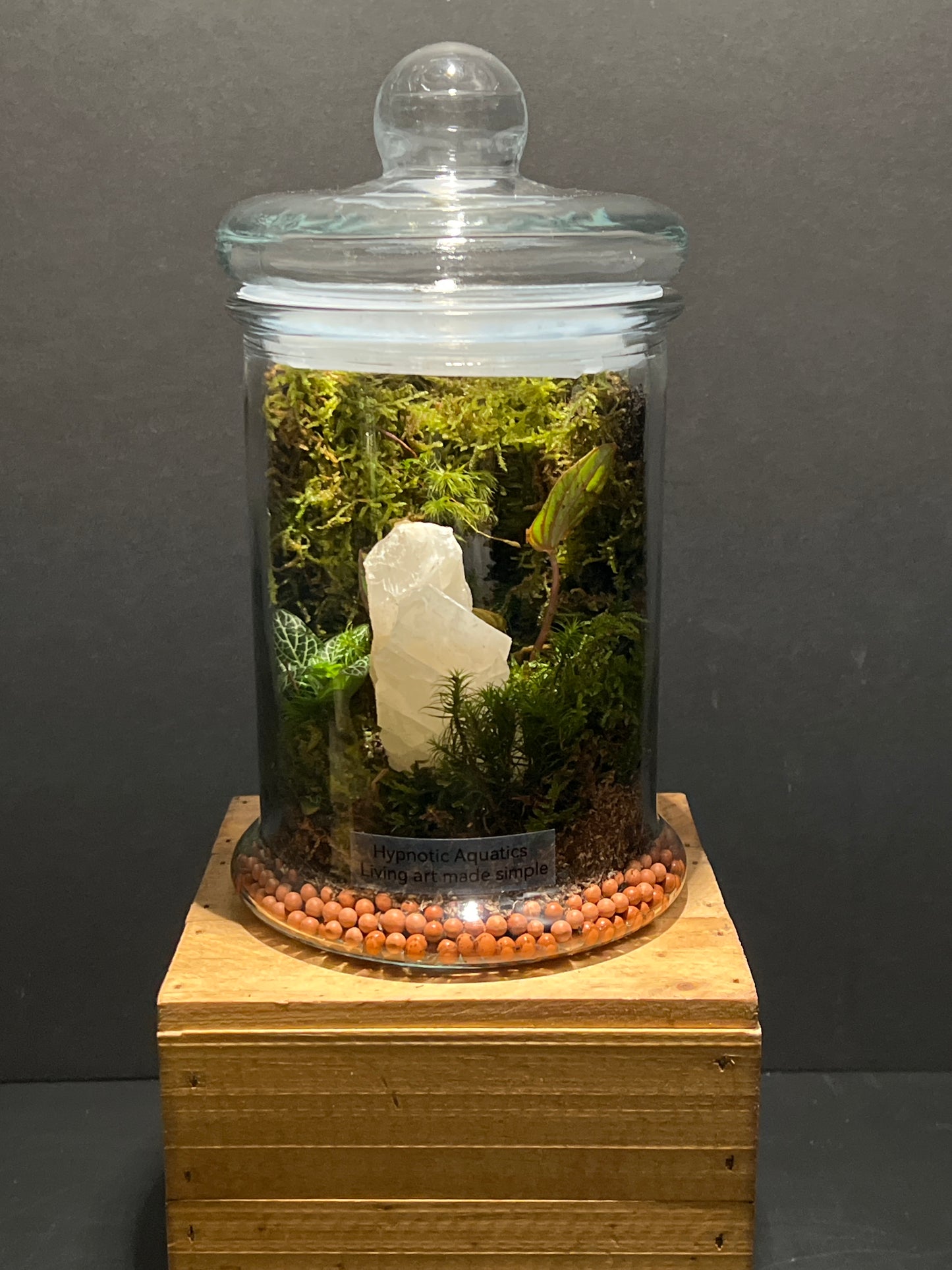 Terrarium #164