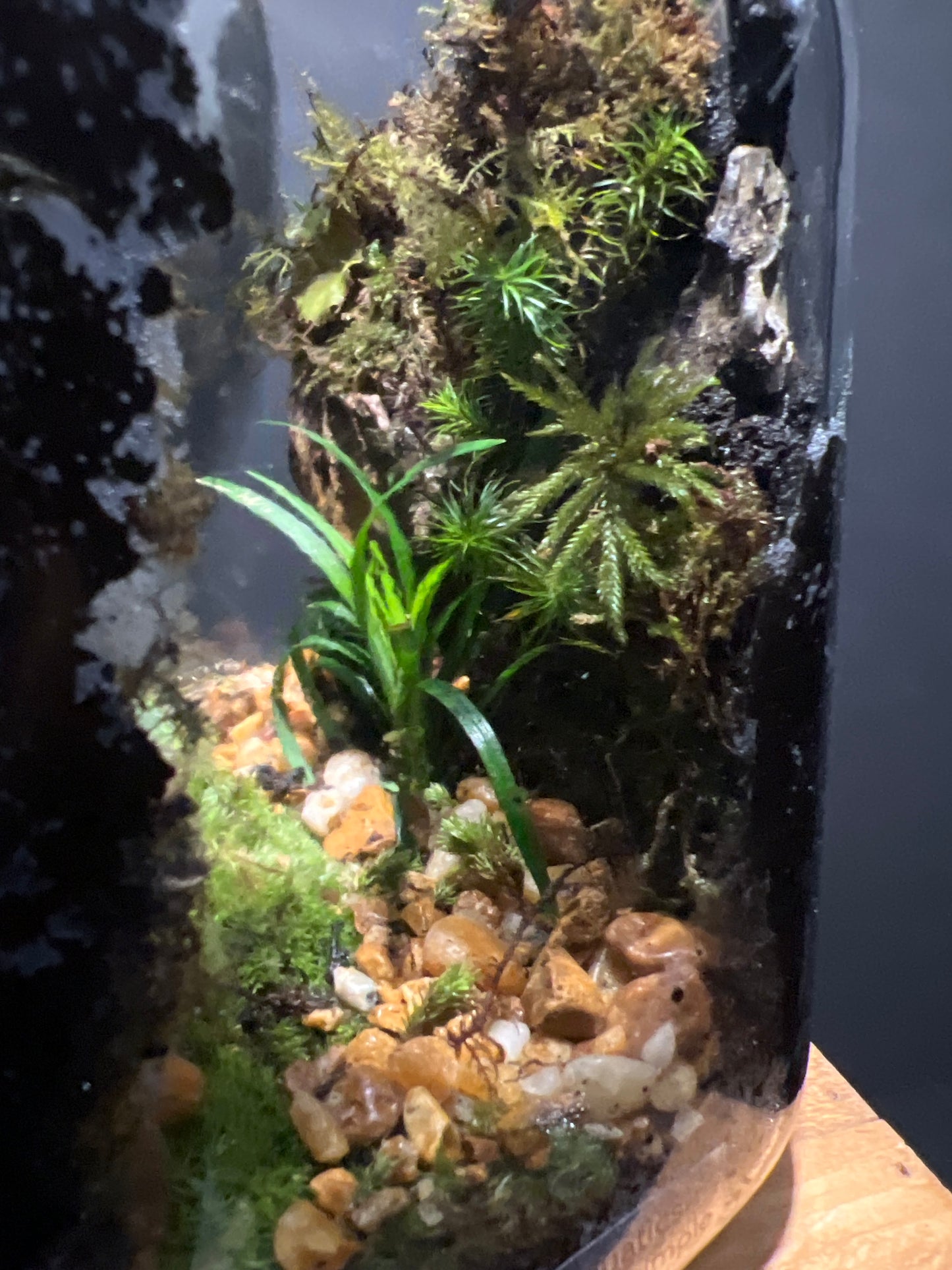 Terrarium #109