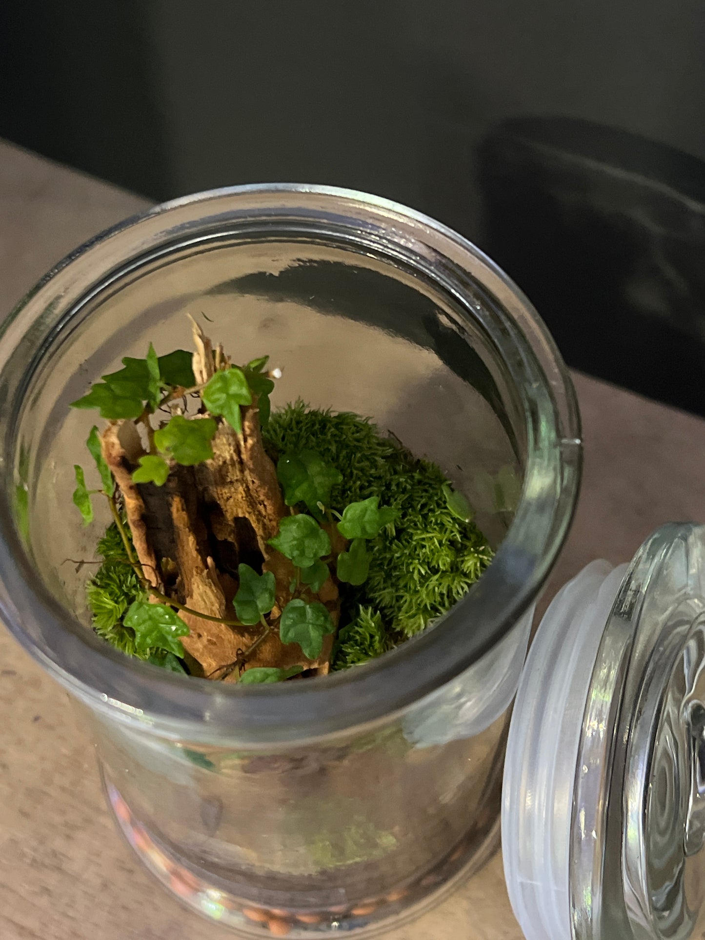Terrarium 478