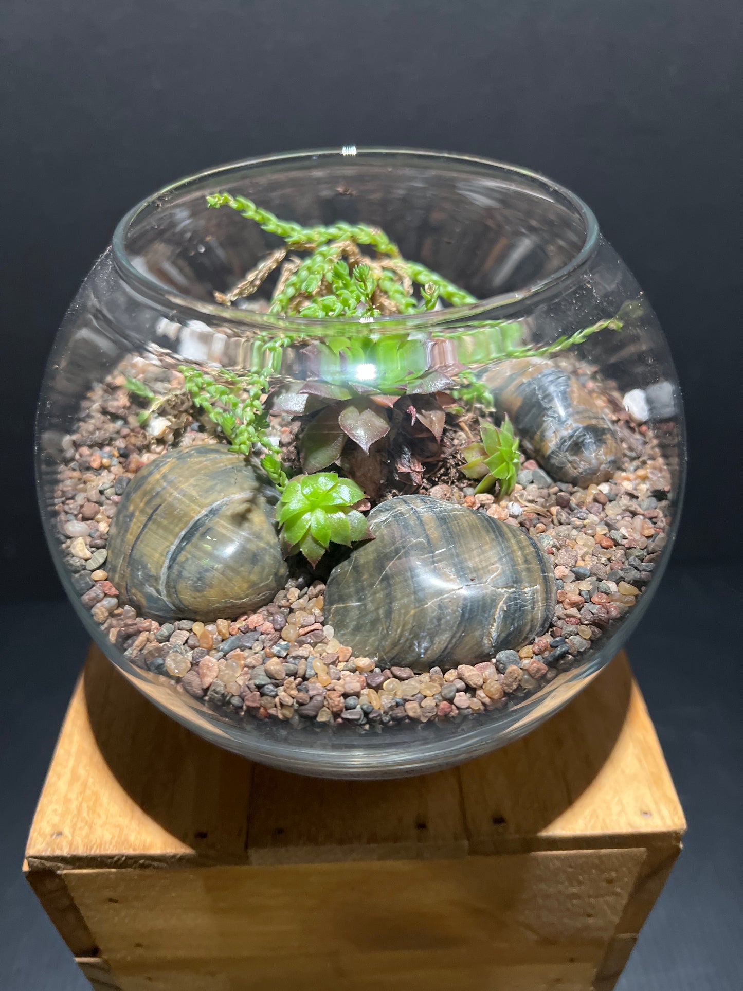Terrarium #62