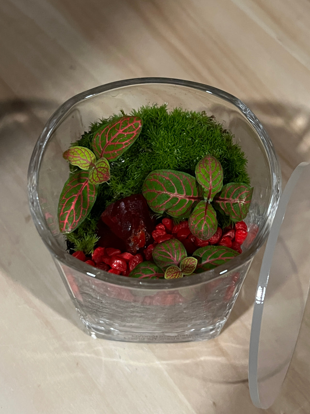 Terrarium 952