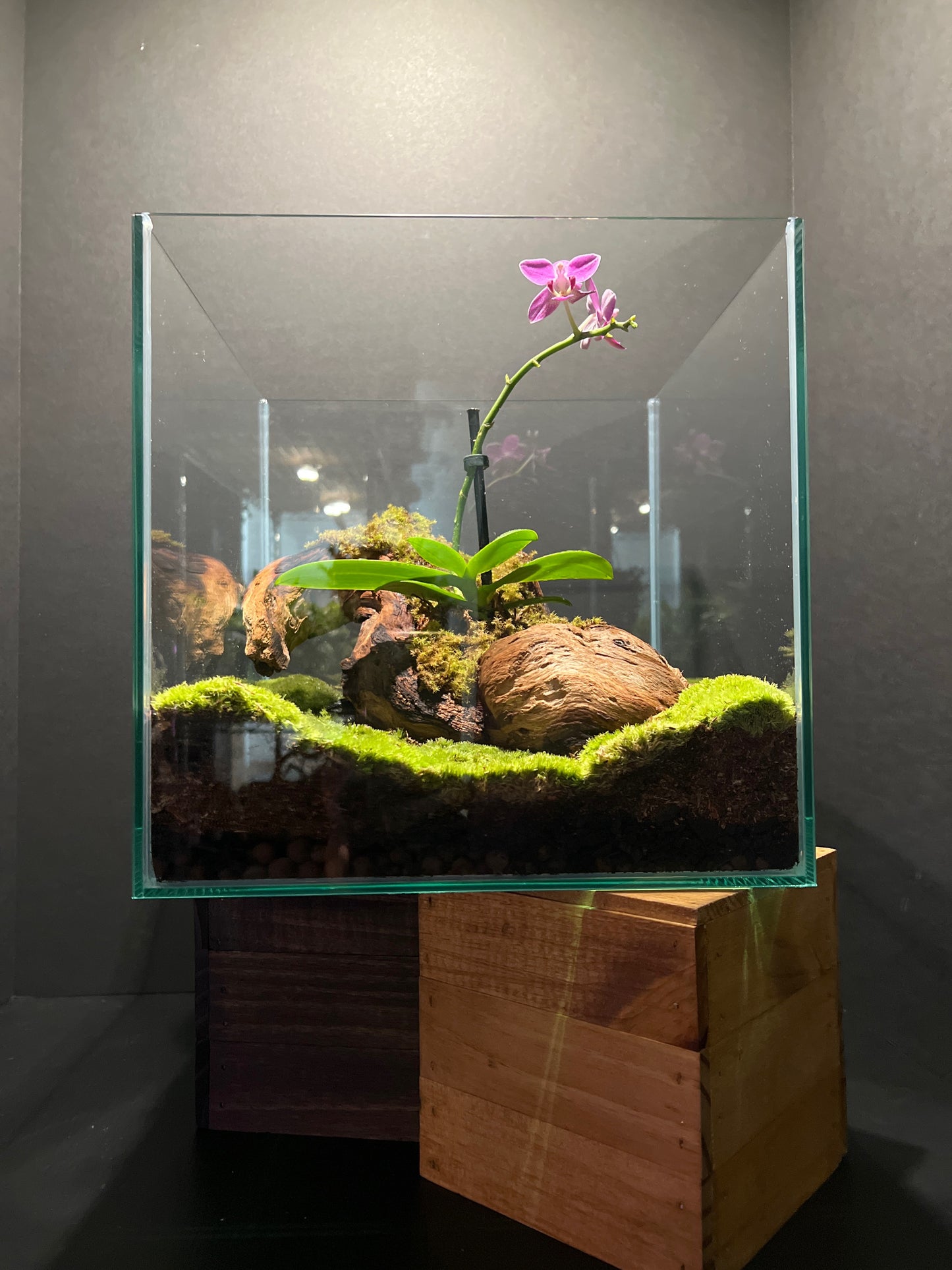Terrarium #48