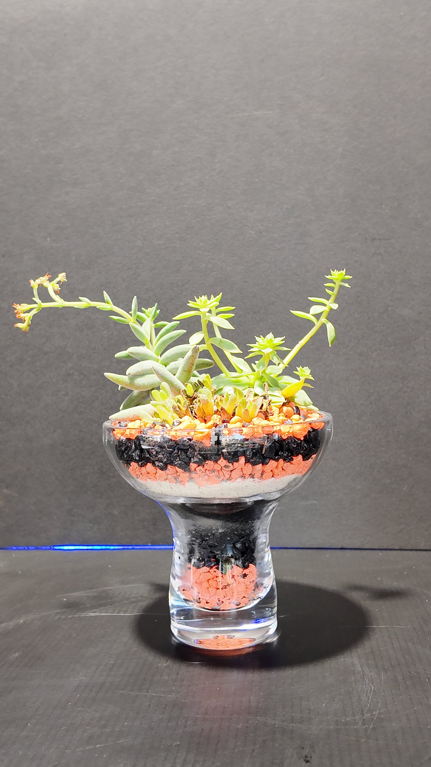 Terrarium #27