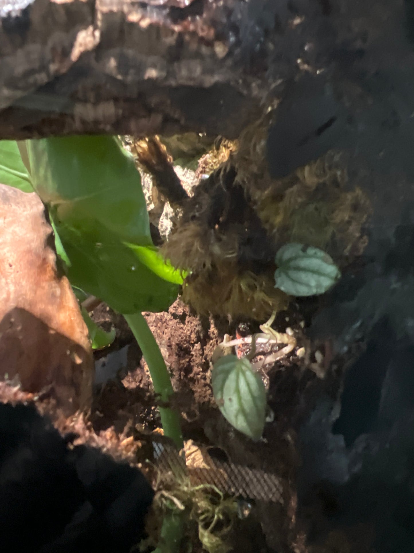 Terrarium 359 Habitat