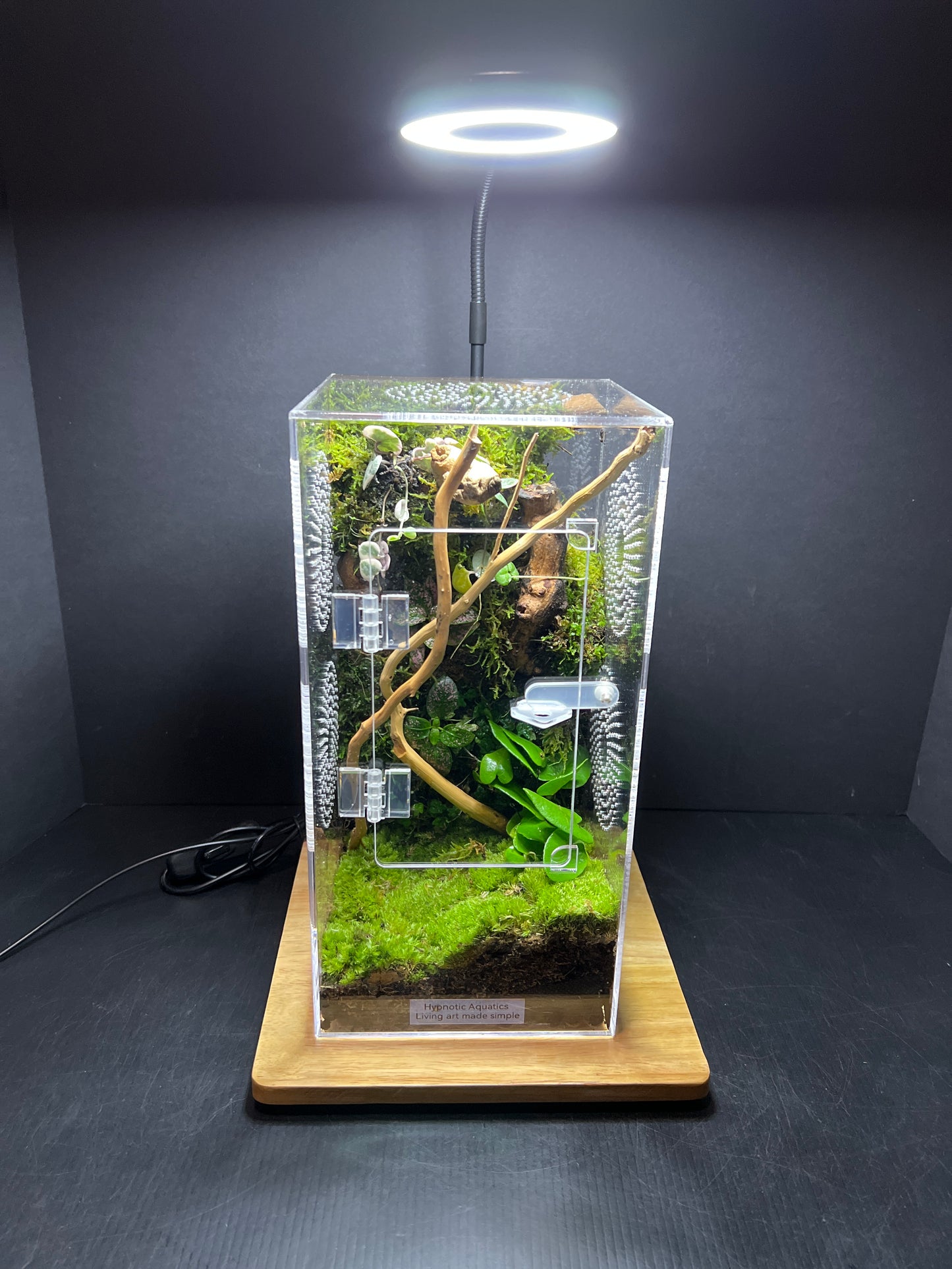 Terrarium 209 Habitat