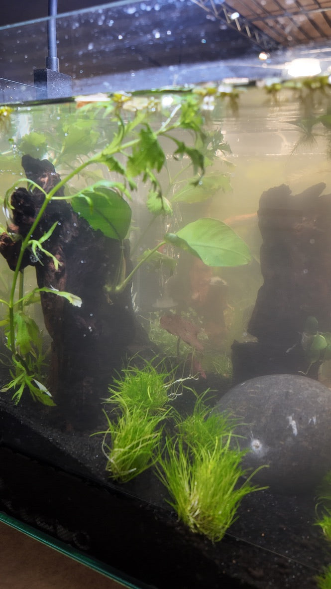 Nano Aquarium: The Lounge