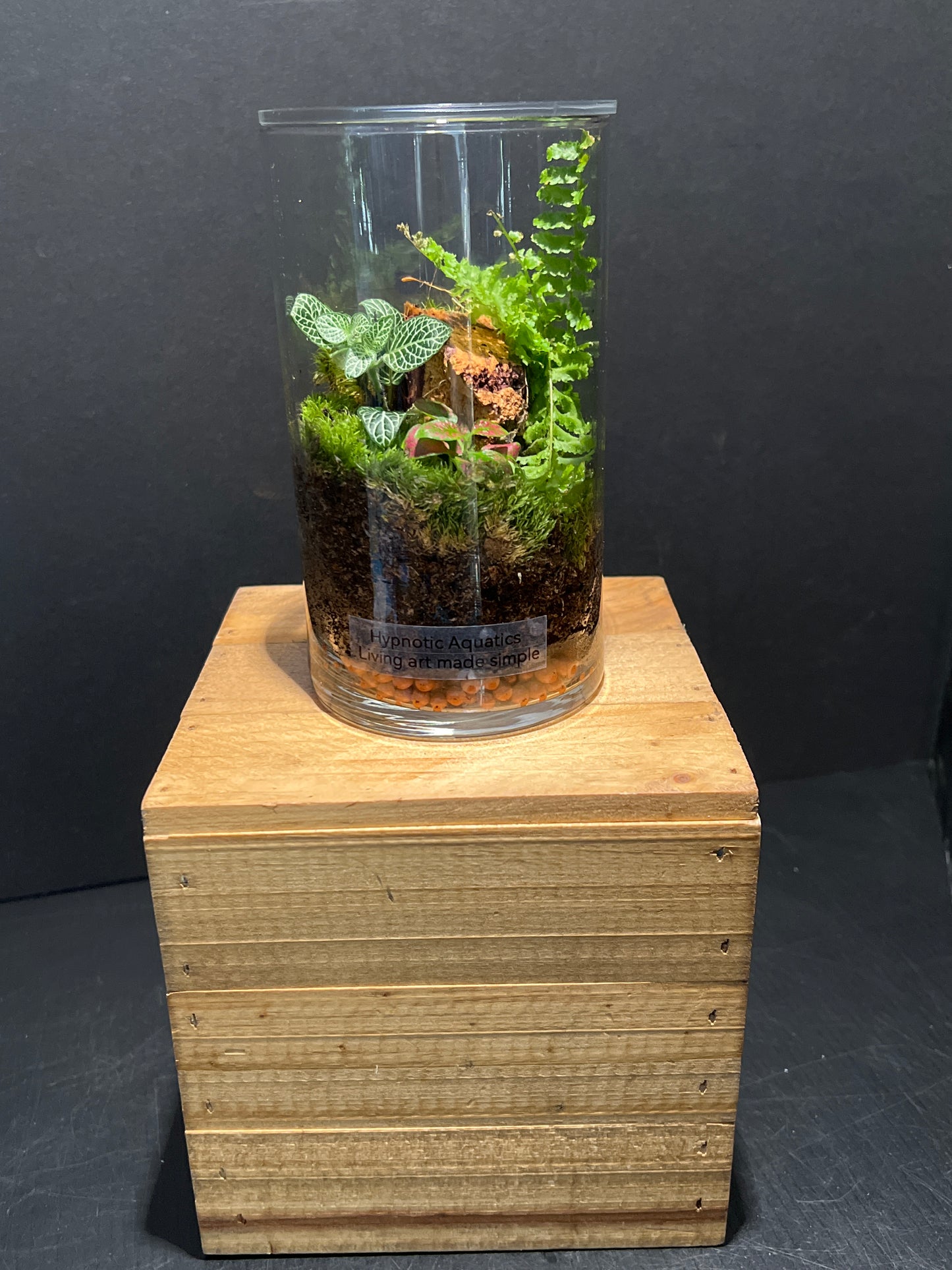 Terrarium 194