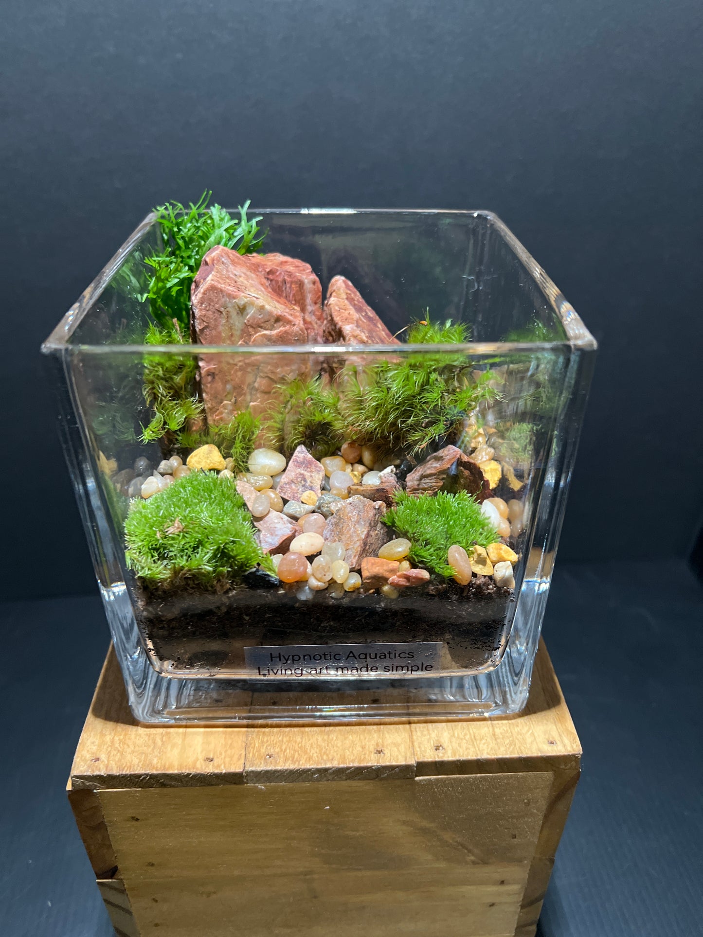 Terrarium #57