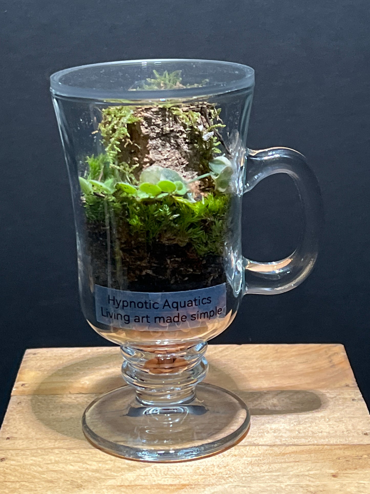 Terrarium 229