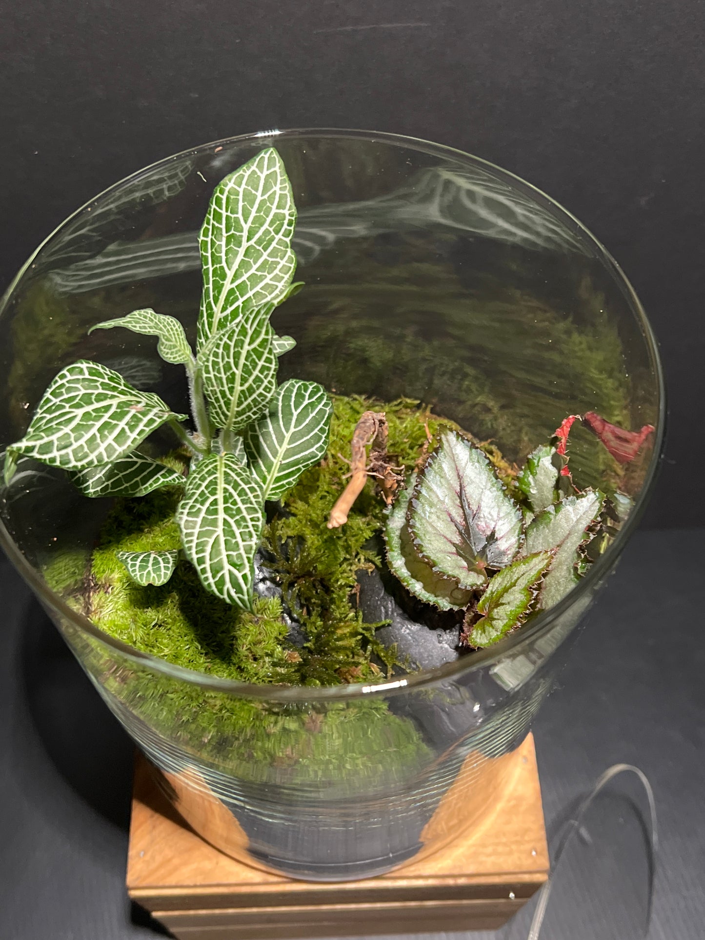 Terrarium #167