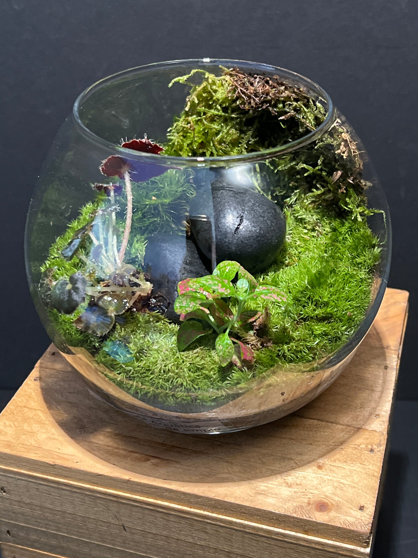 Terrarium 196