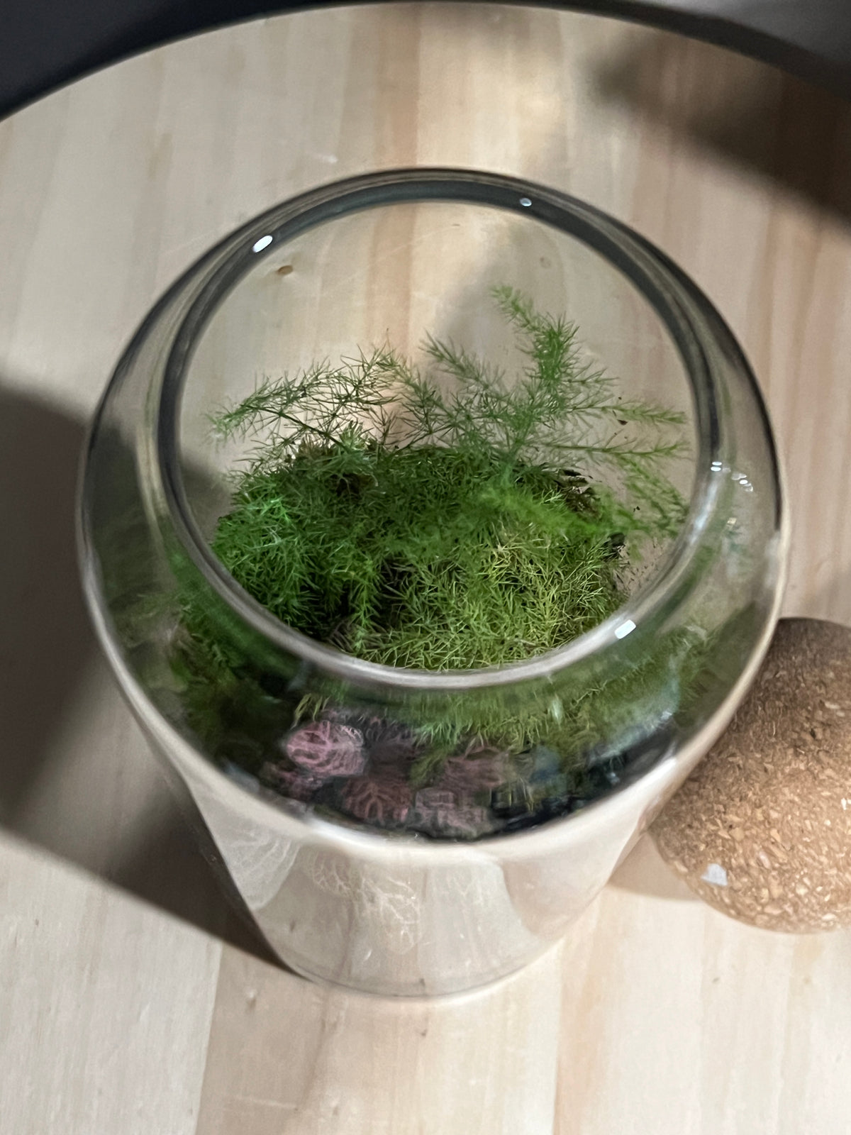 Terrarium 956