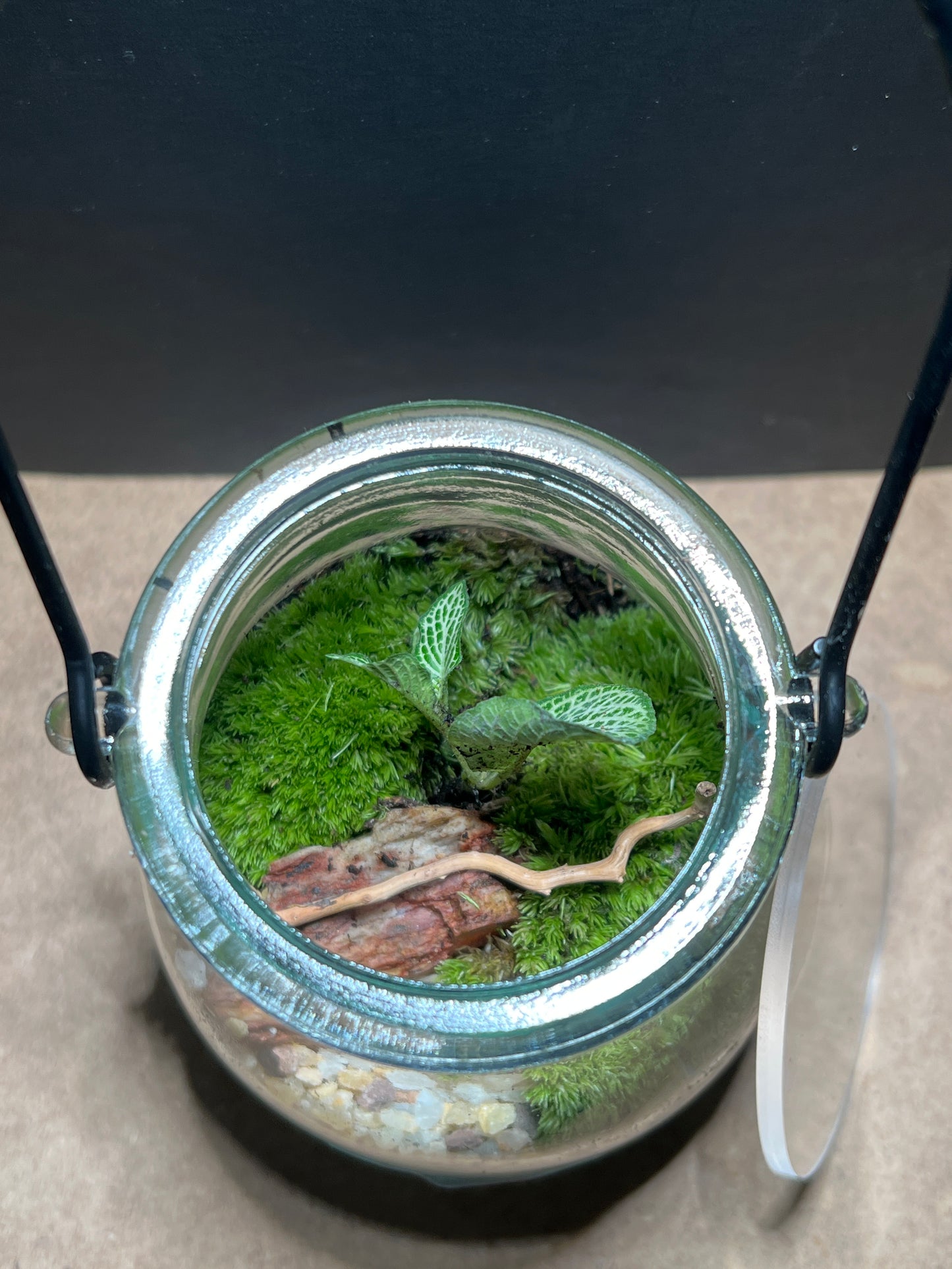 Terrarium 412