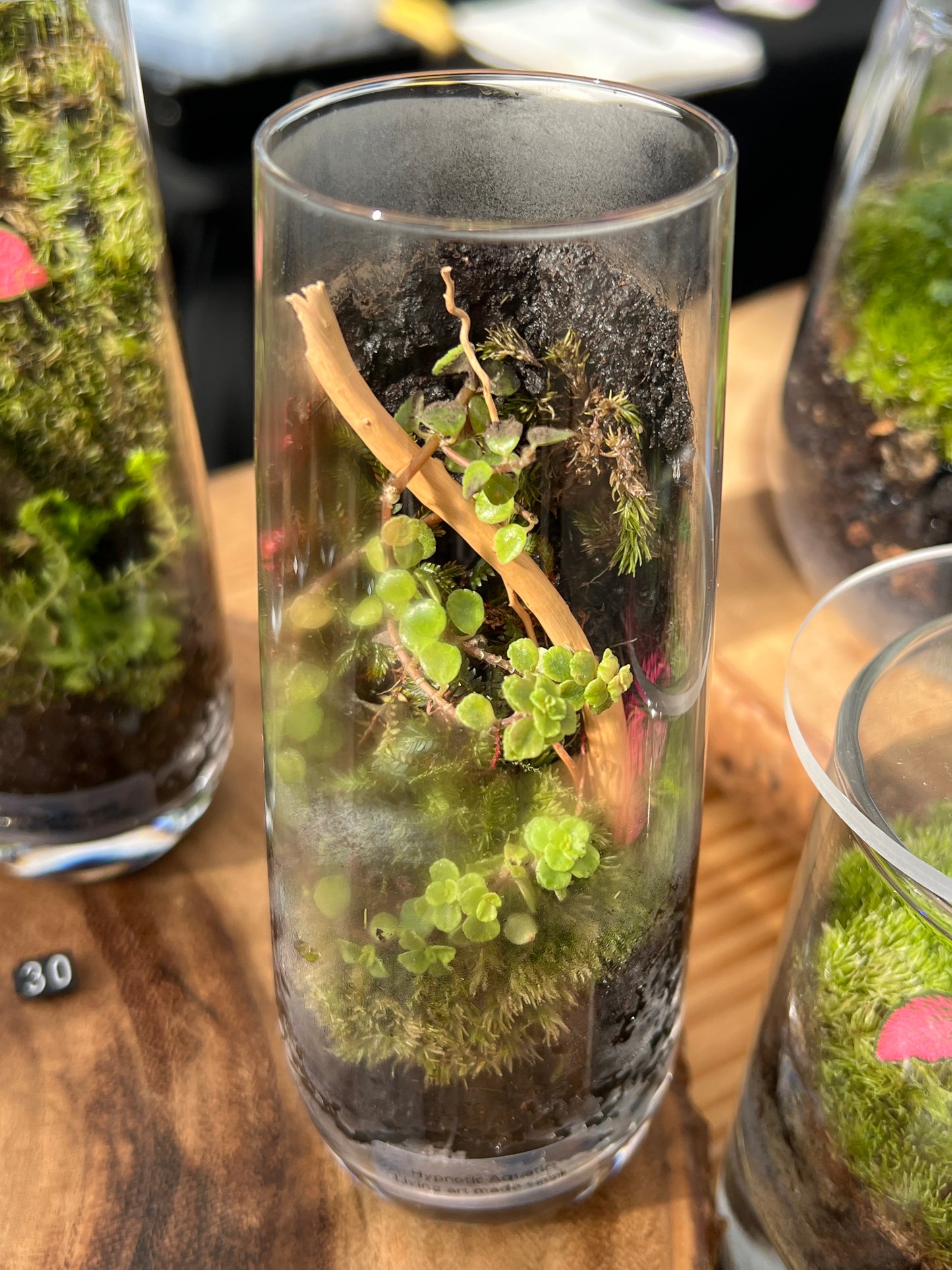 Terrarium 864