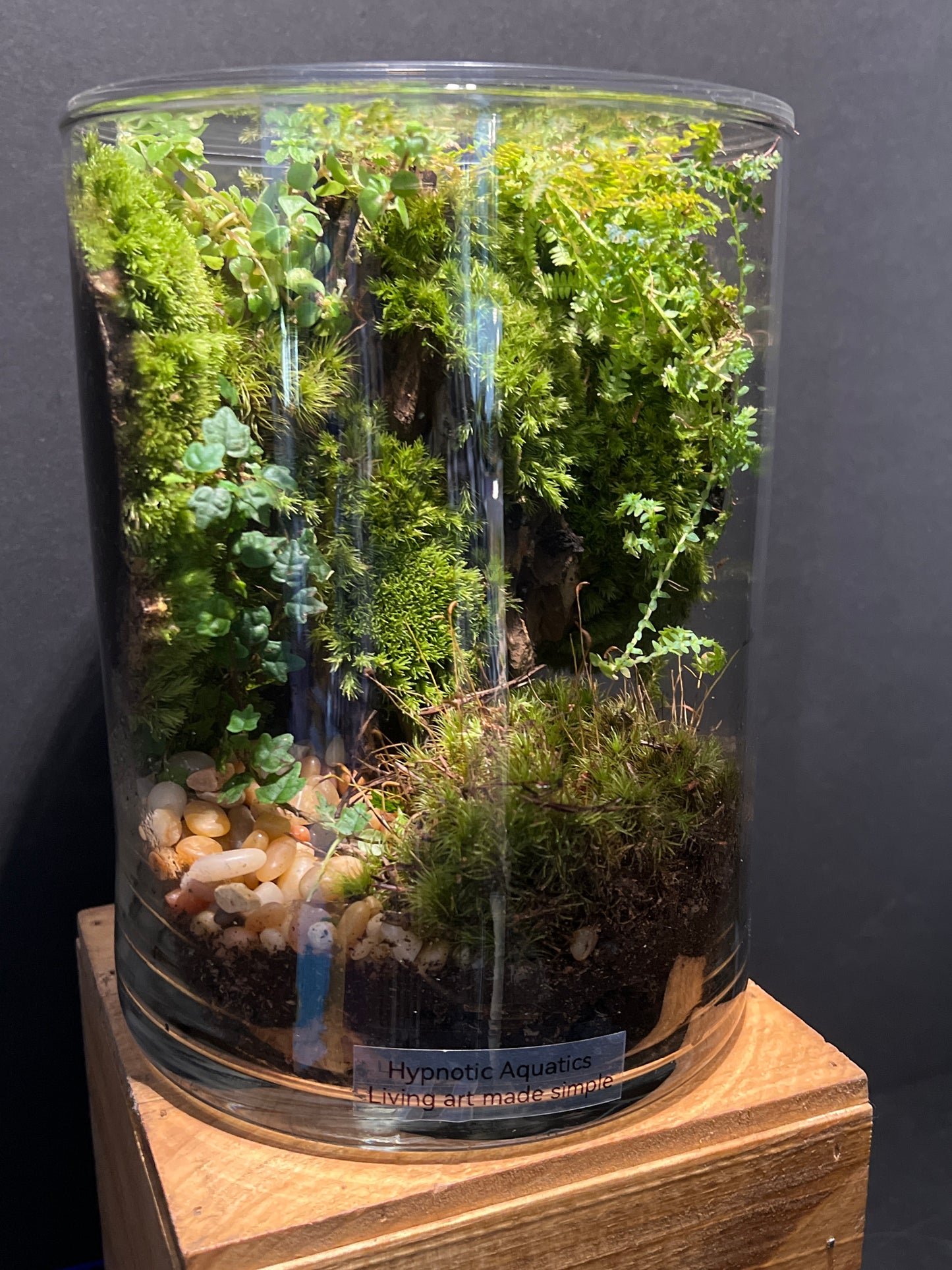 Terrarium #114