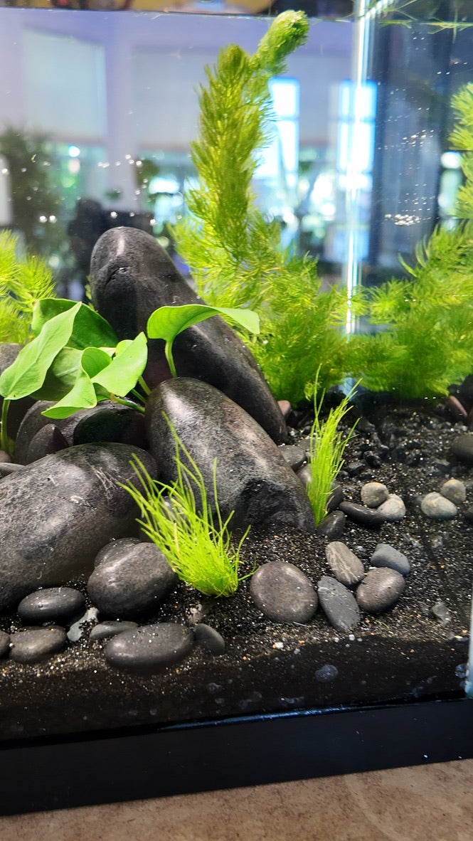Nano Aquarium: Midnight