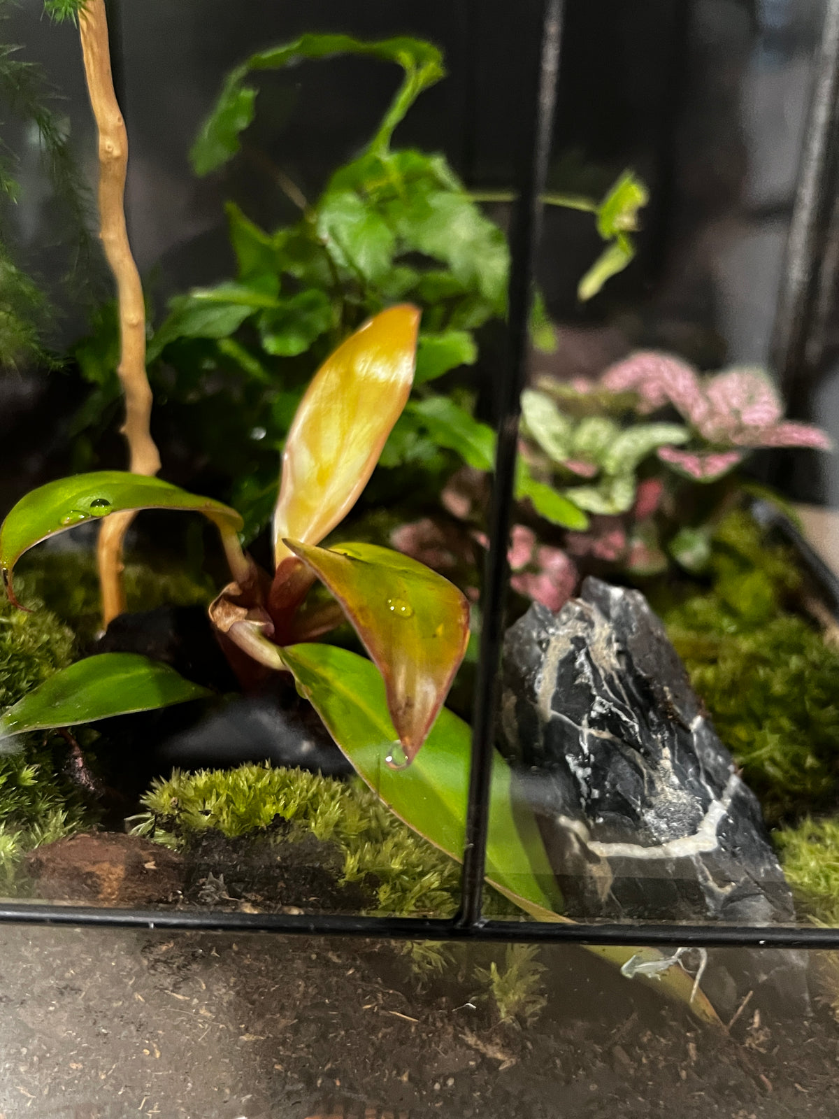 Terrarium 996