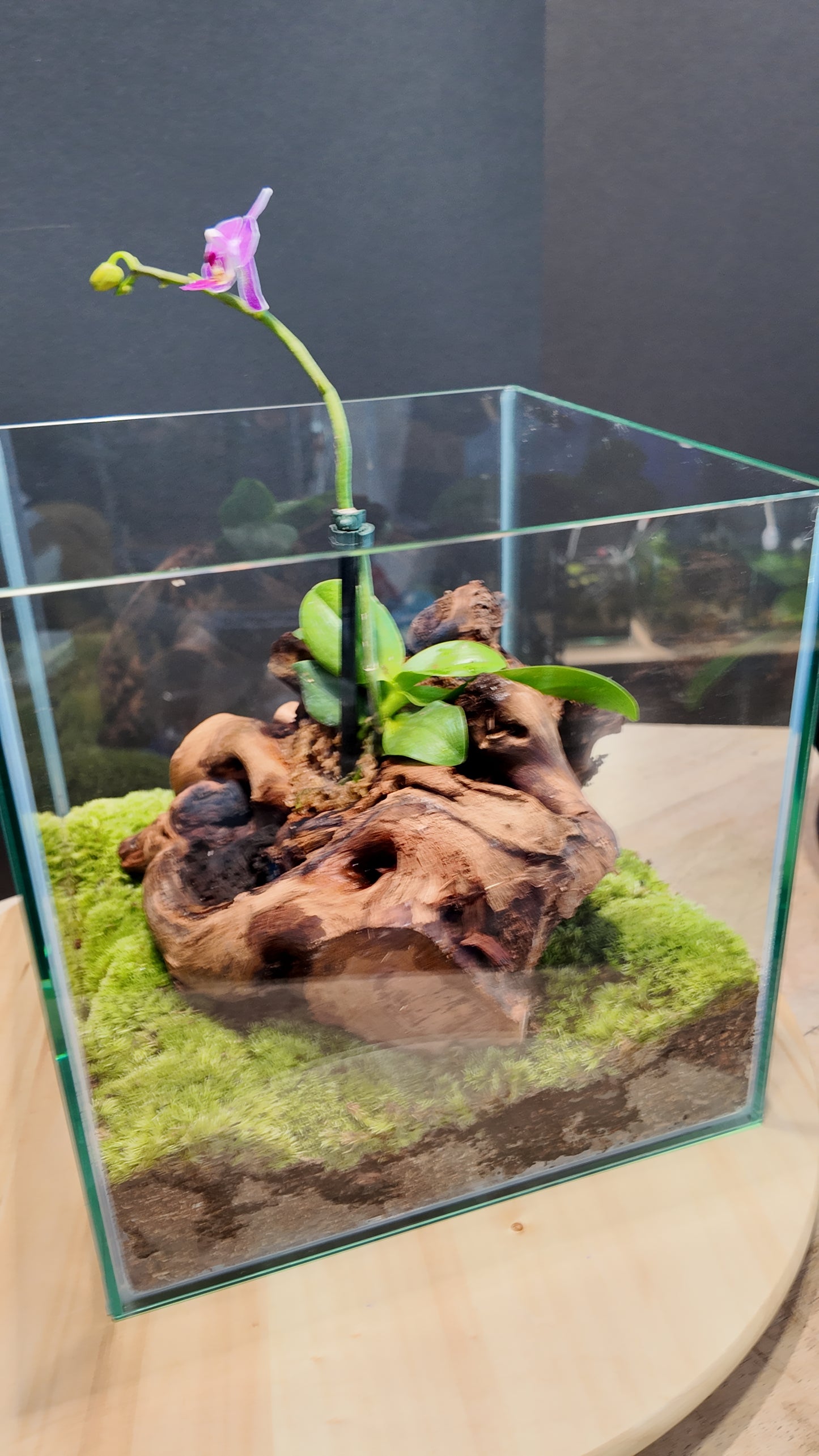 Terrarium #2