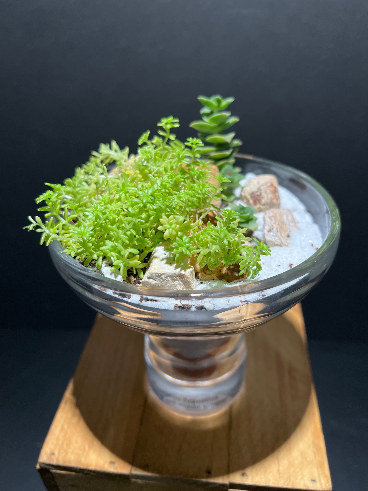 Terrarium #84