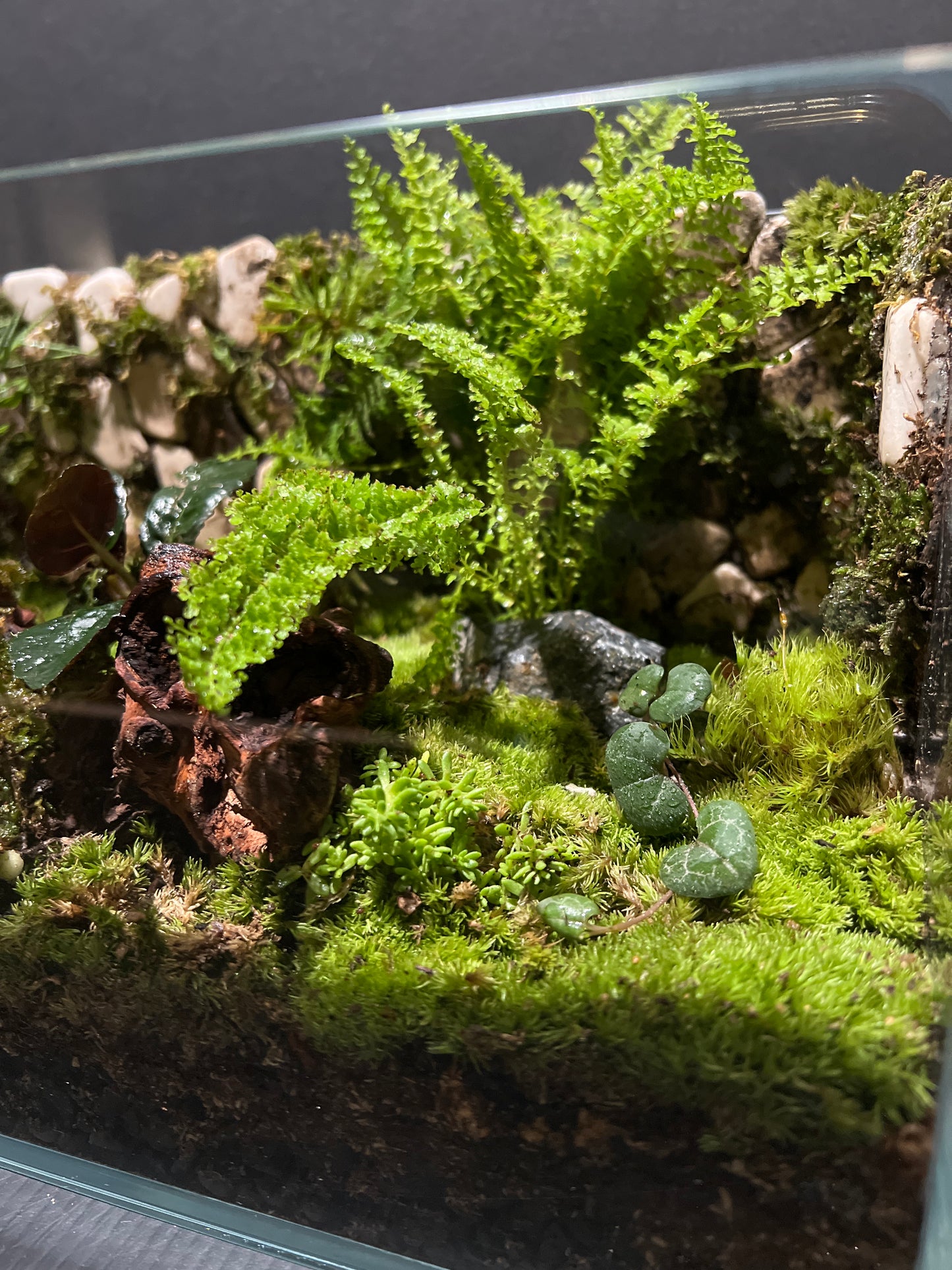 Terrarium #12