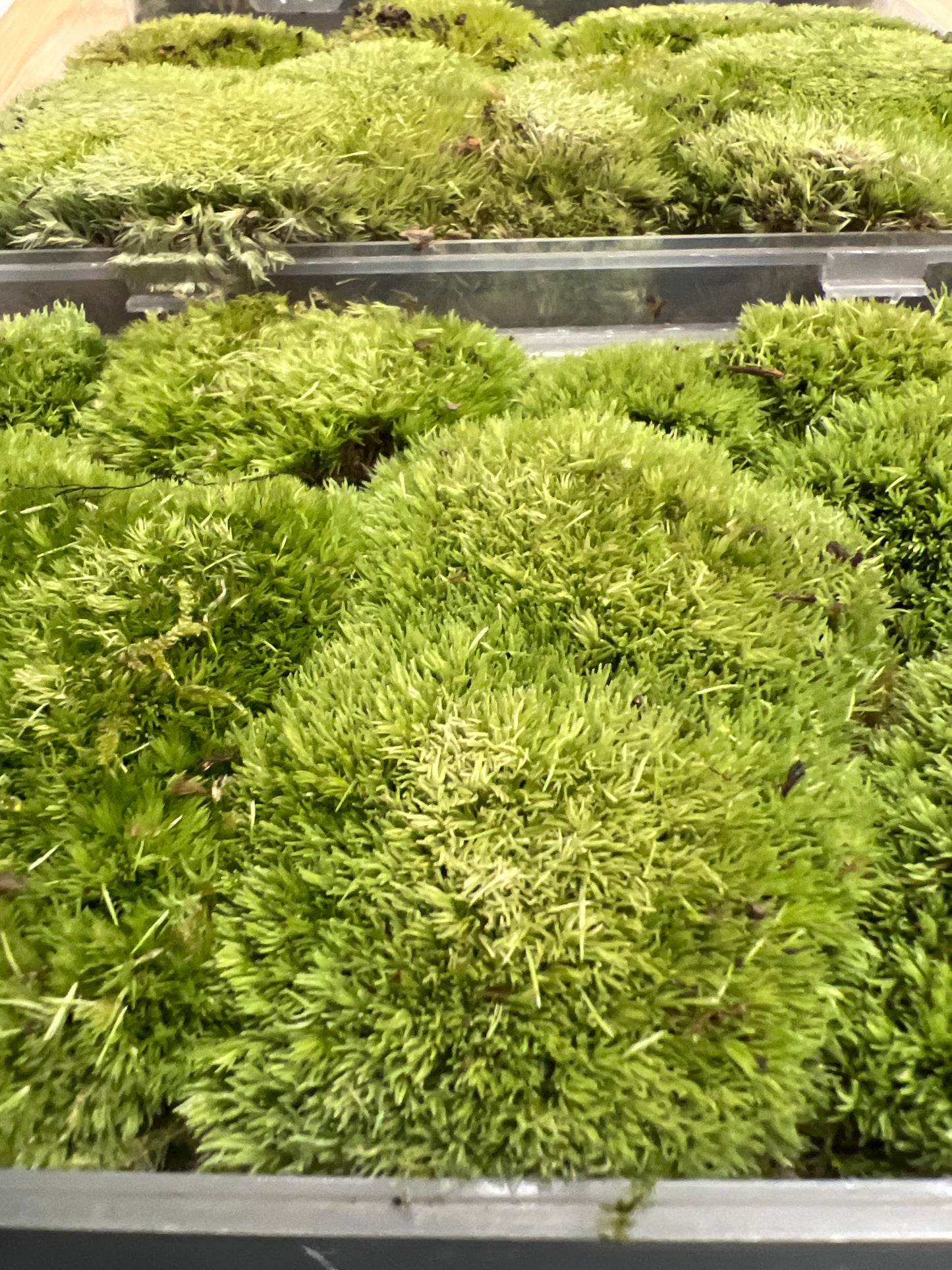Terrarium Moss: Cultivated Cushion Moss