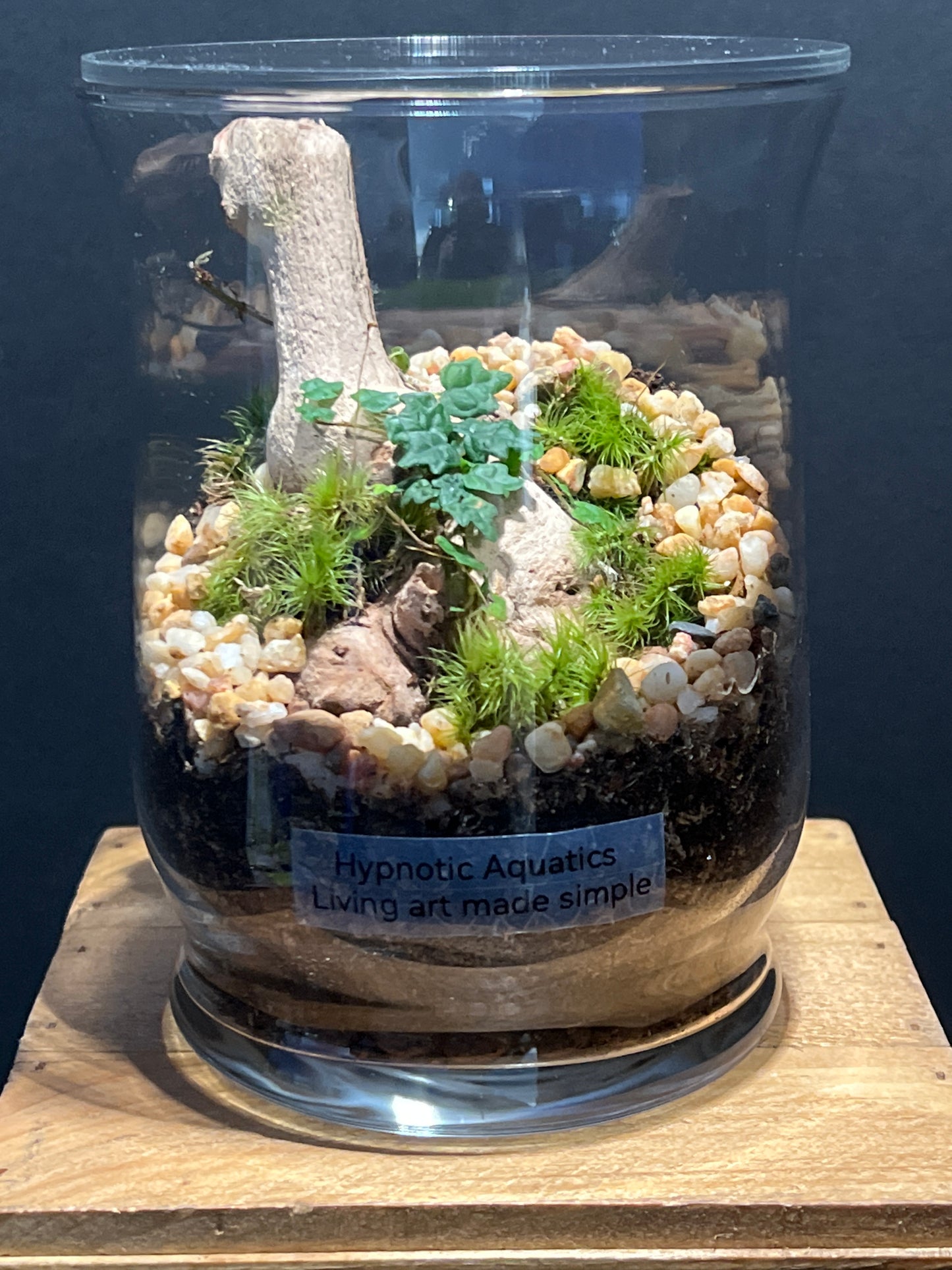 Terrarium #151