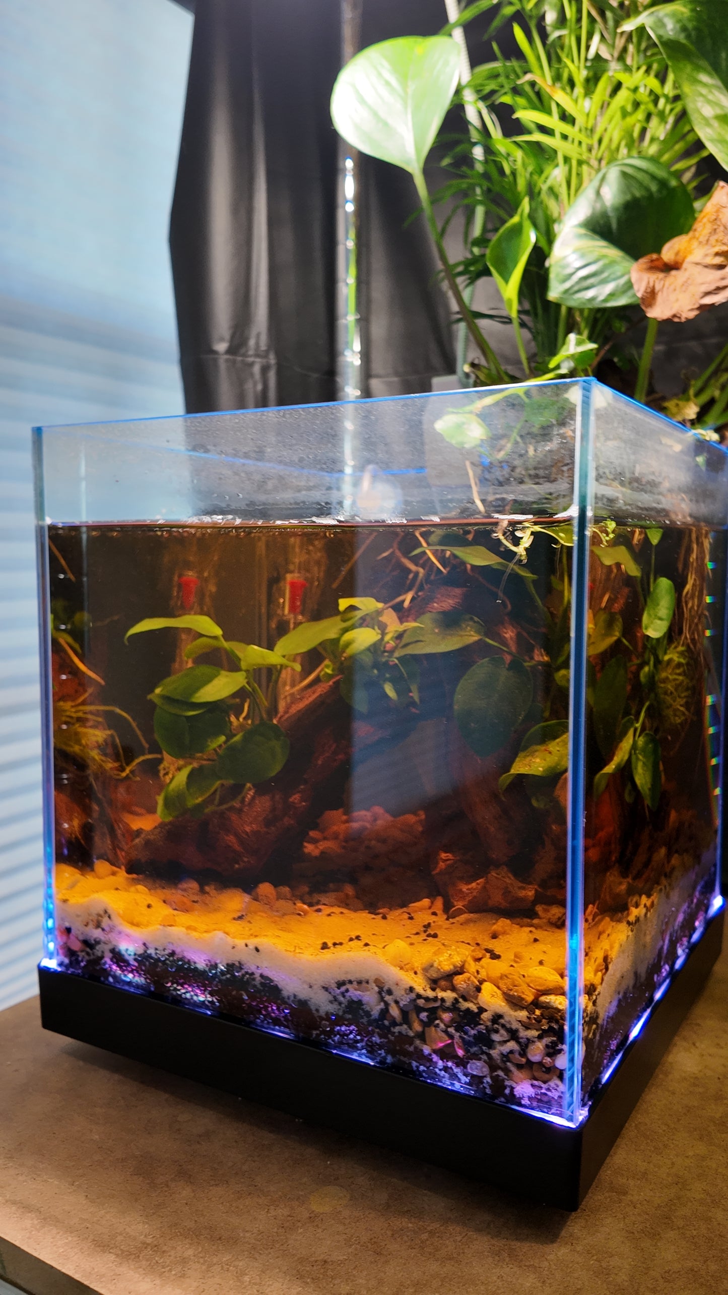 Nano Aquarium: Roots
