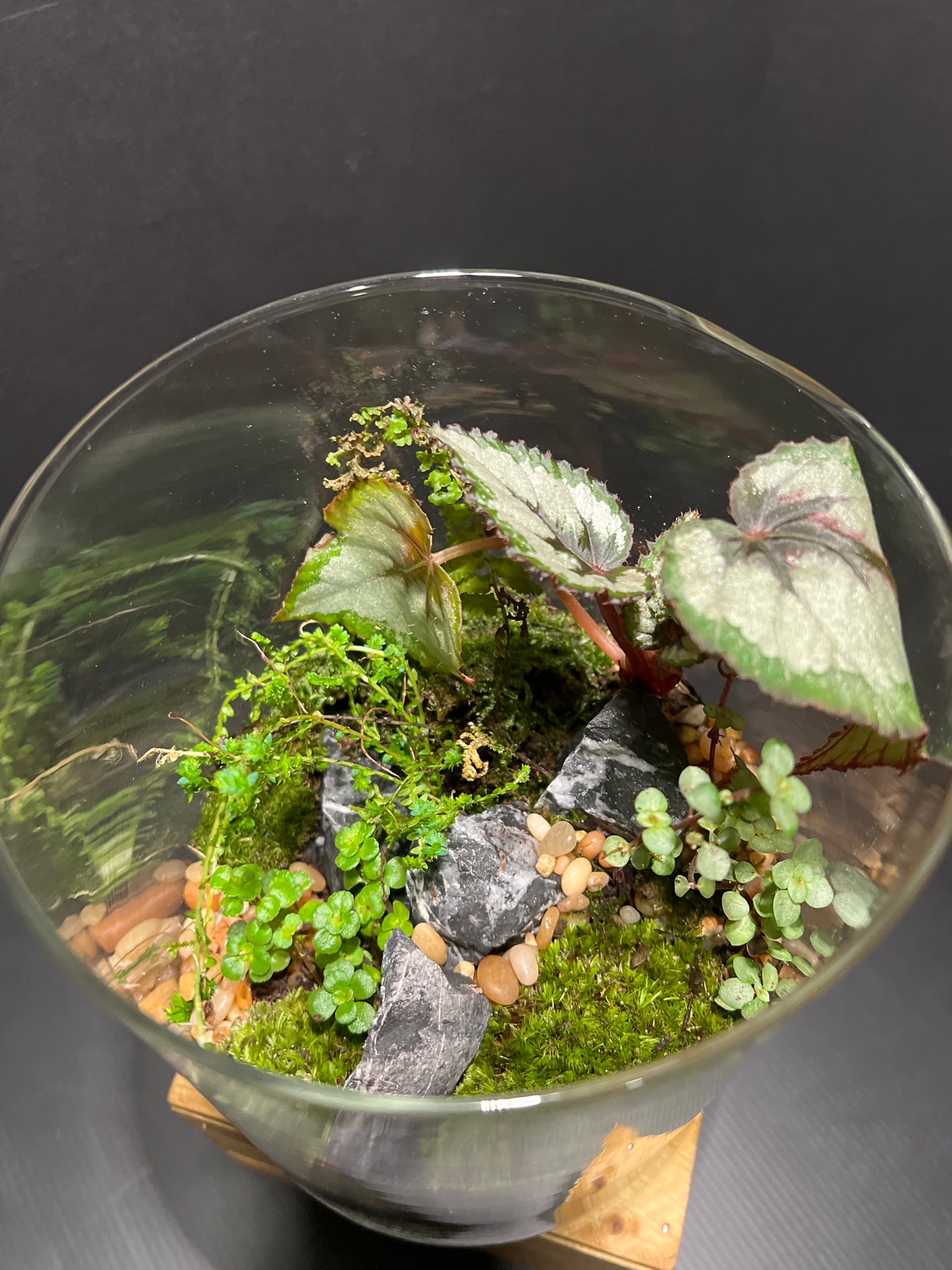 Terrarium #25