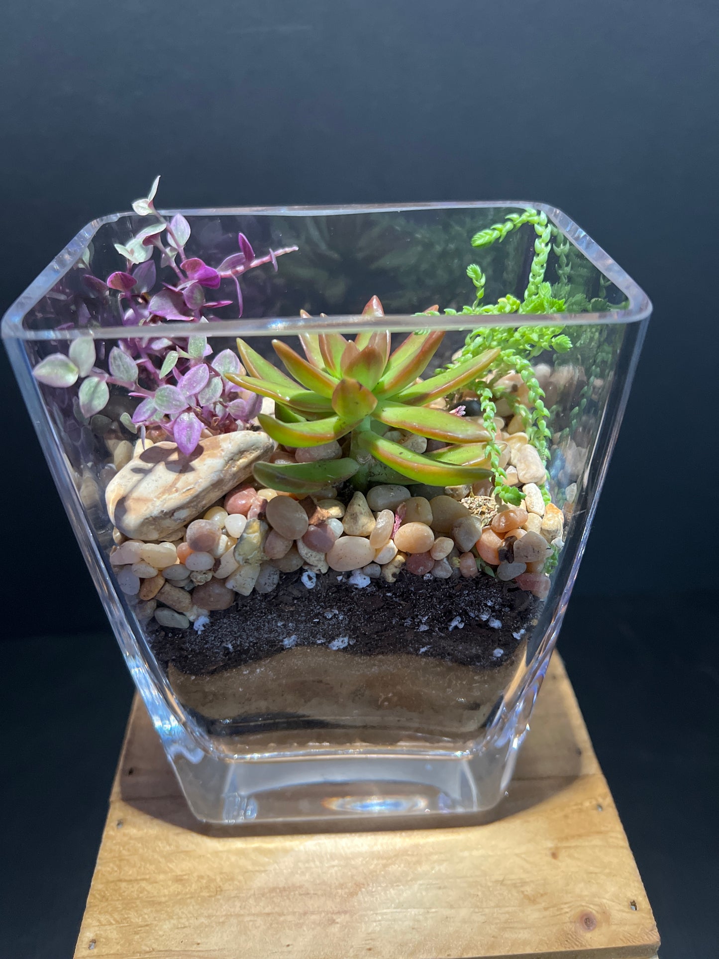 Terrarium #42