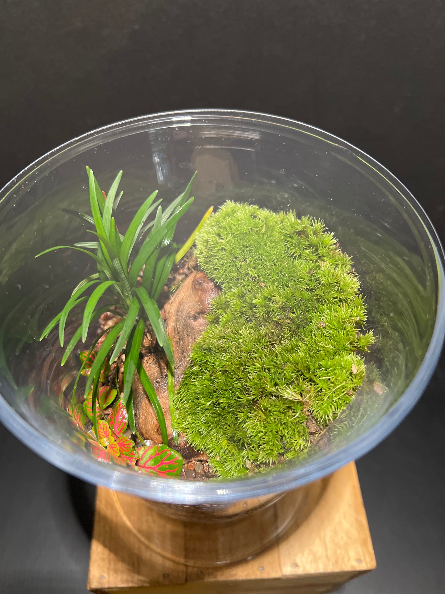 Terrarium #73