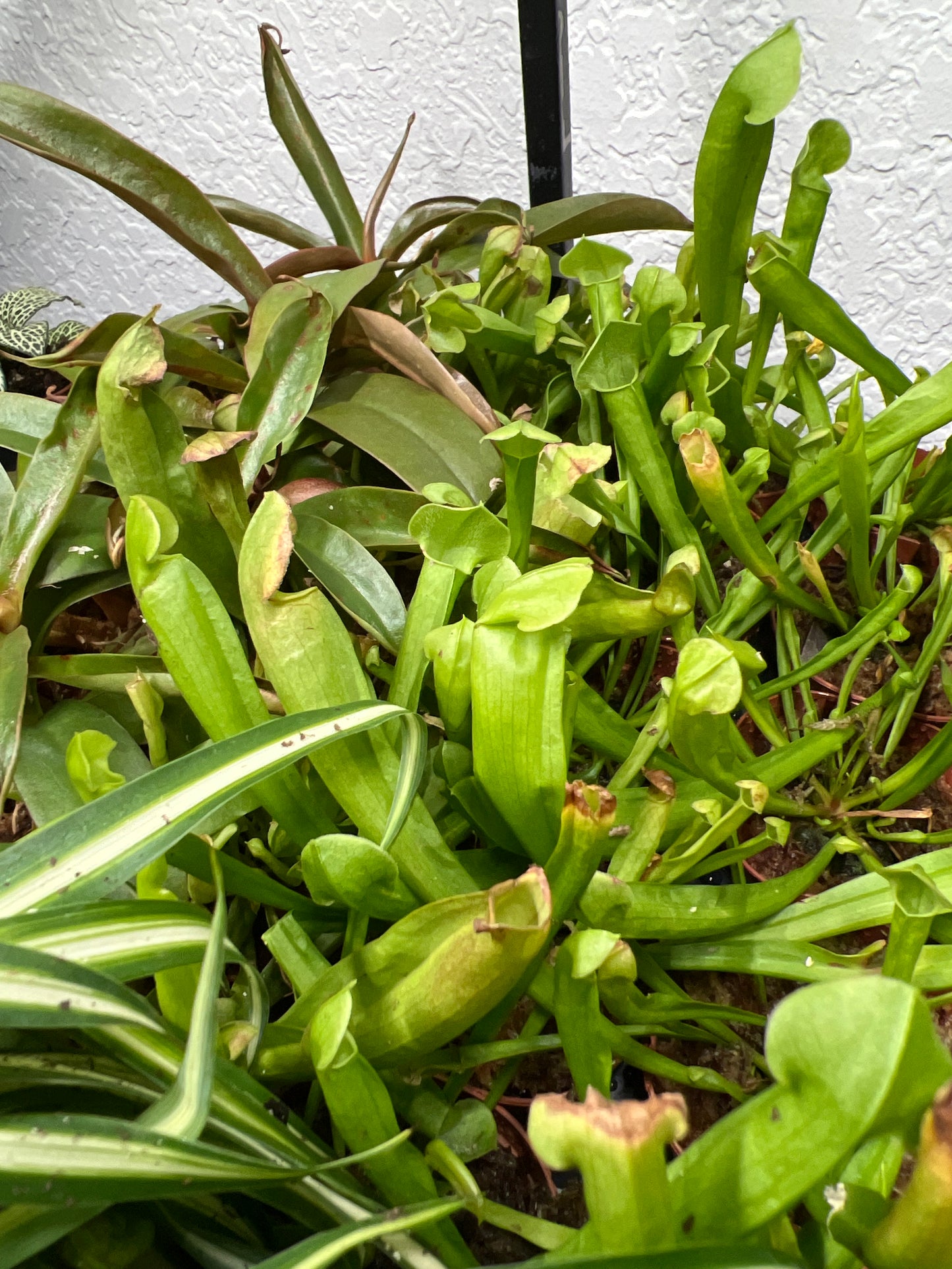 Terrarium Plants: Carnivorous Mix