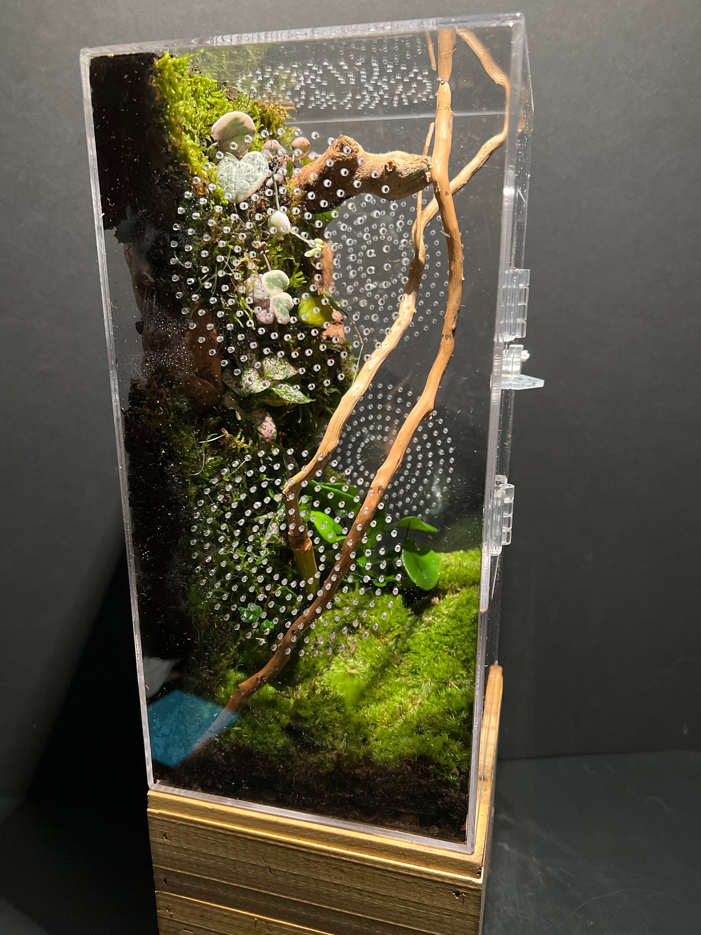 Terrarium 209 Habitat