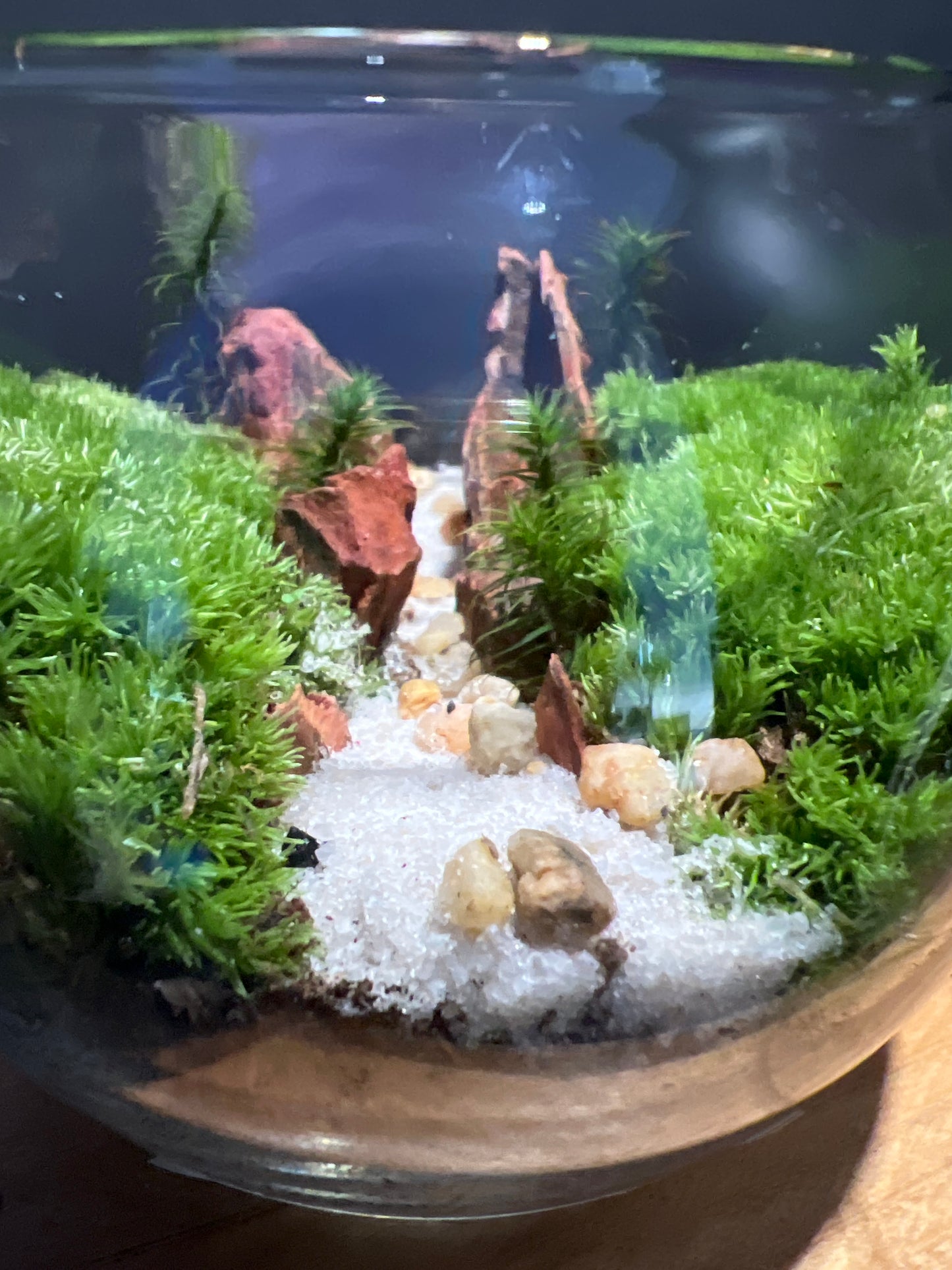 Terrarium #145