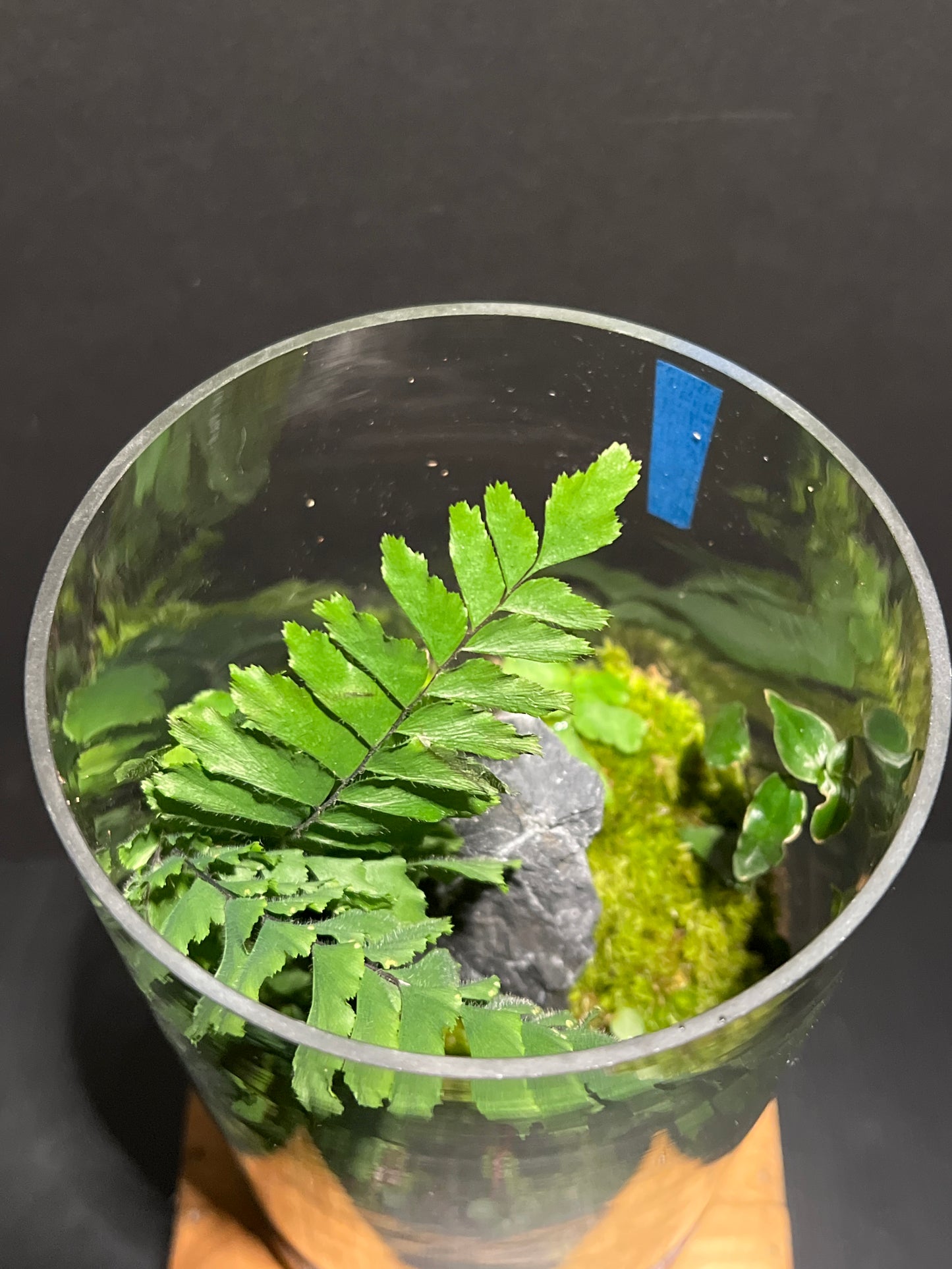 Terrarium 183