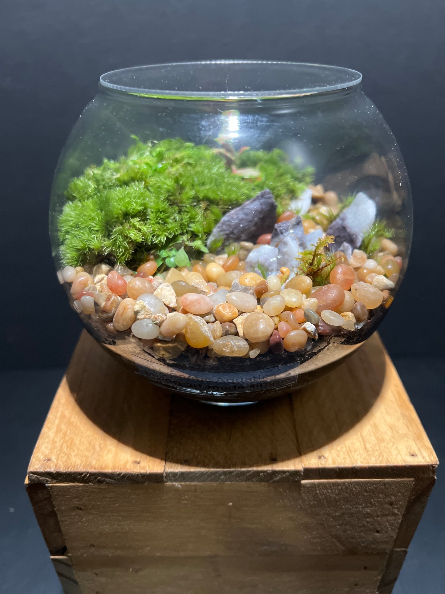 Terrarium #83