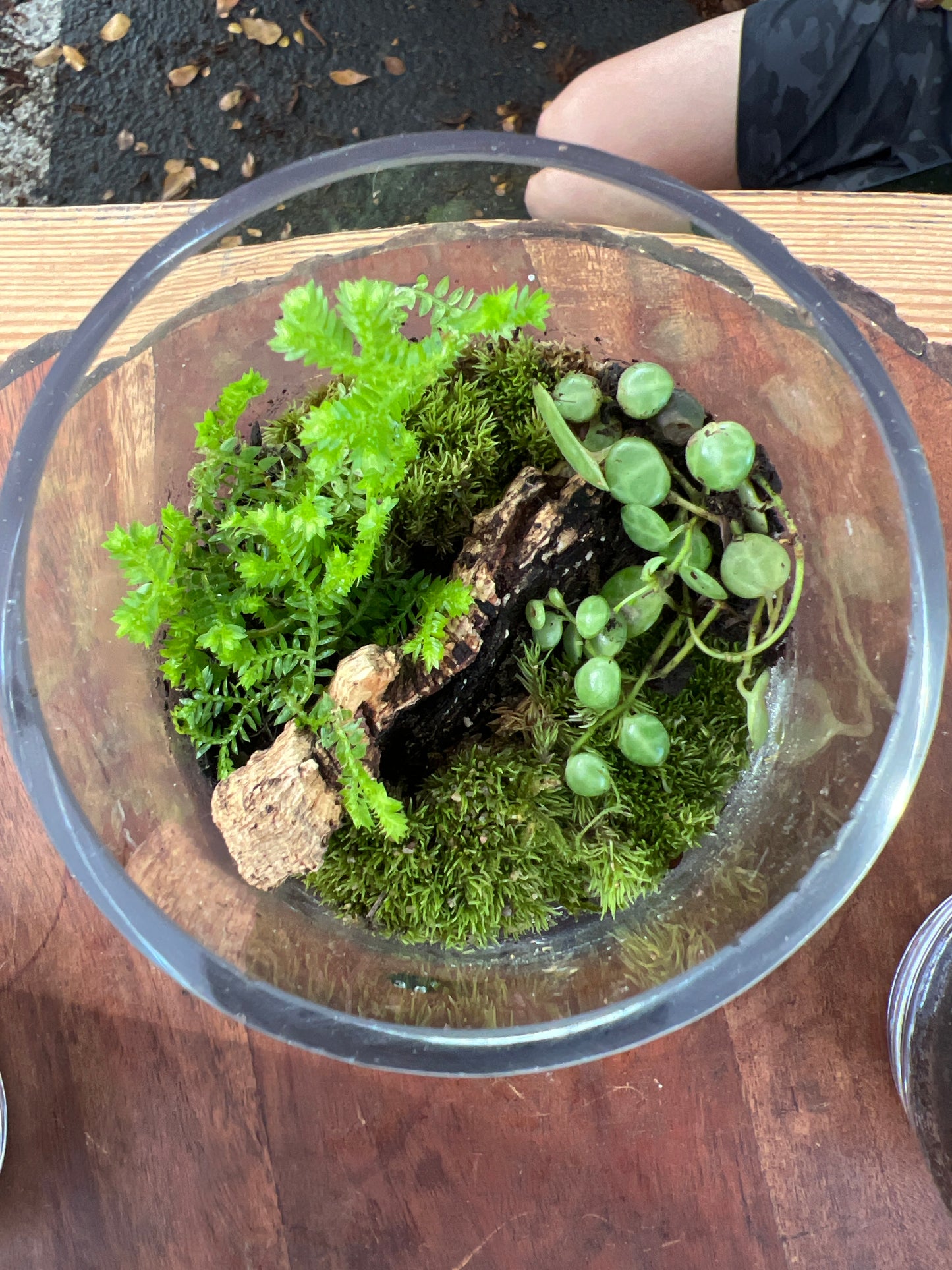 Terrarium 937