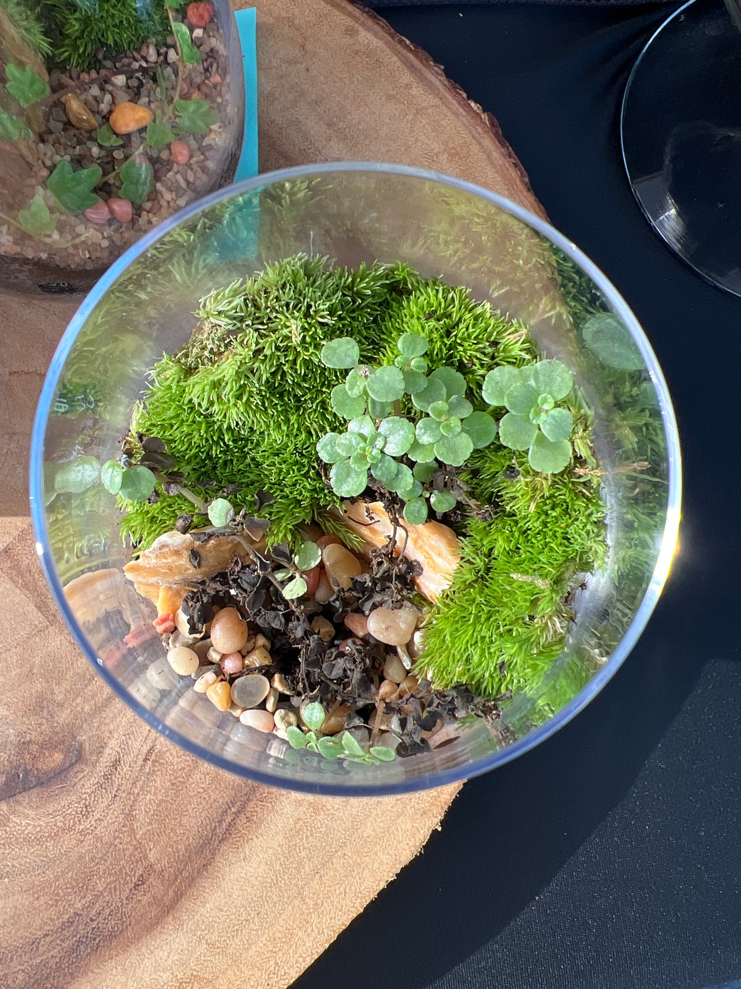 Terrarium 922