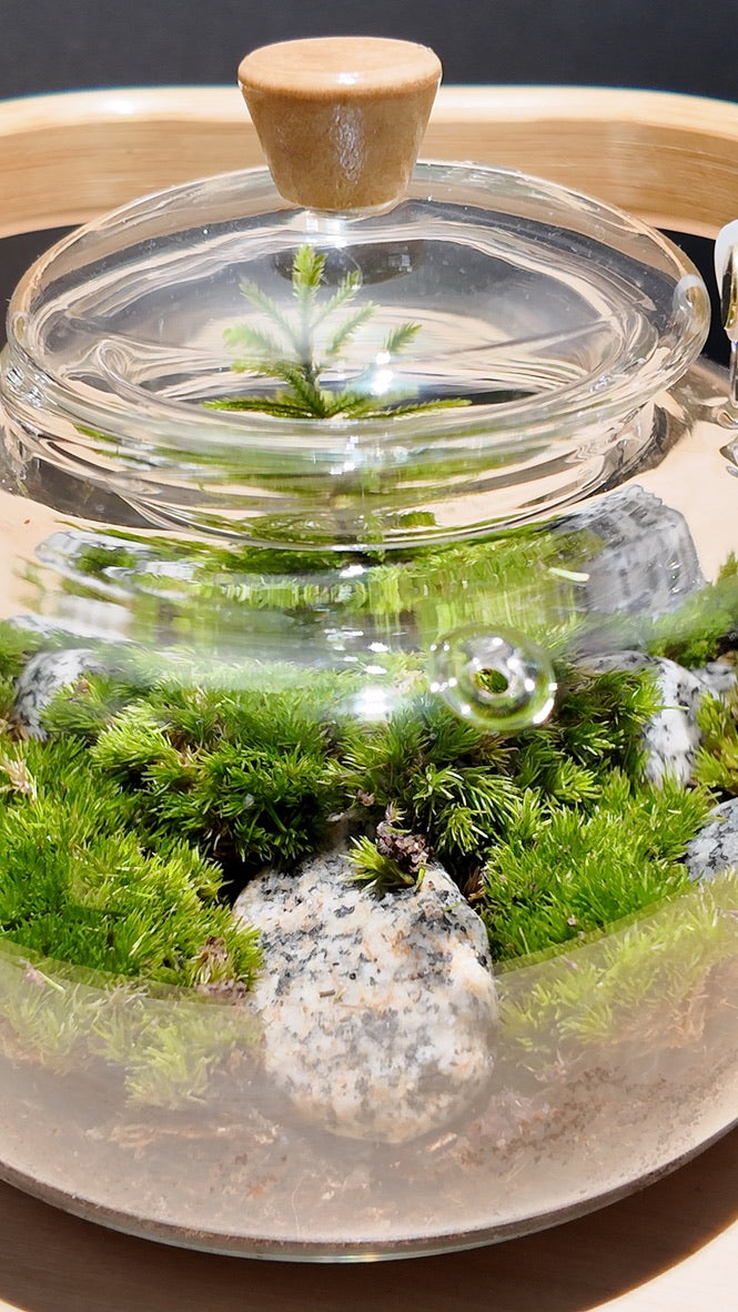 Terrarium #8