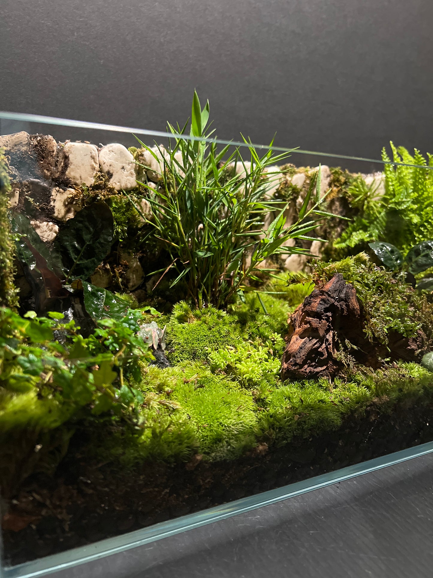Terrarium #12