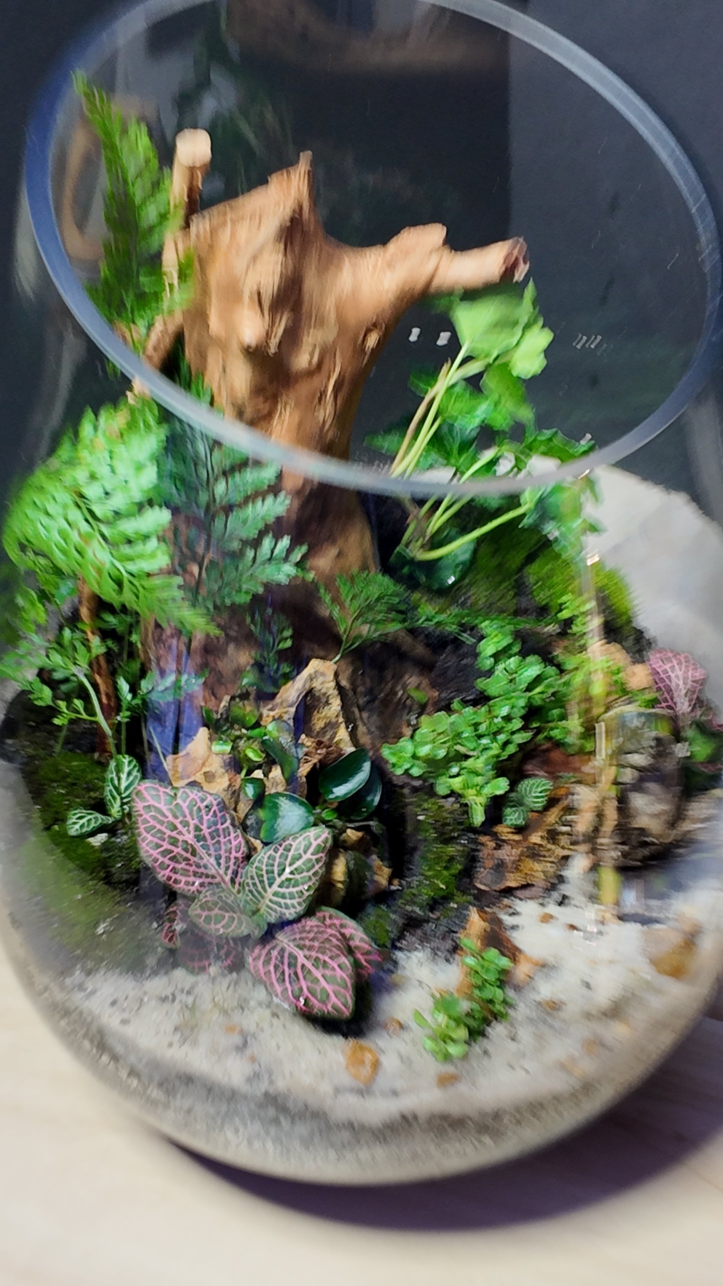 Terrarium #9