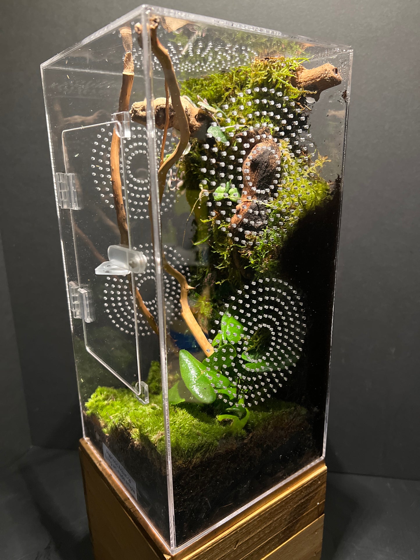 Terrarium 209 Habitat