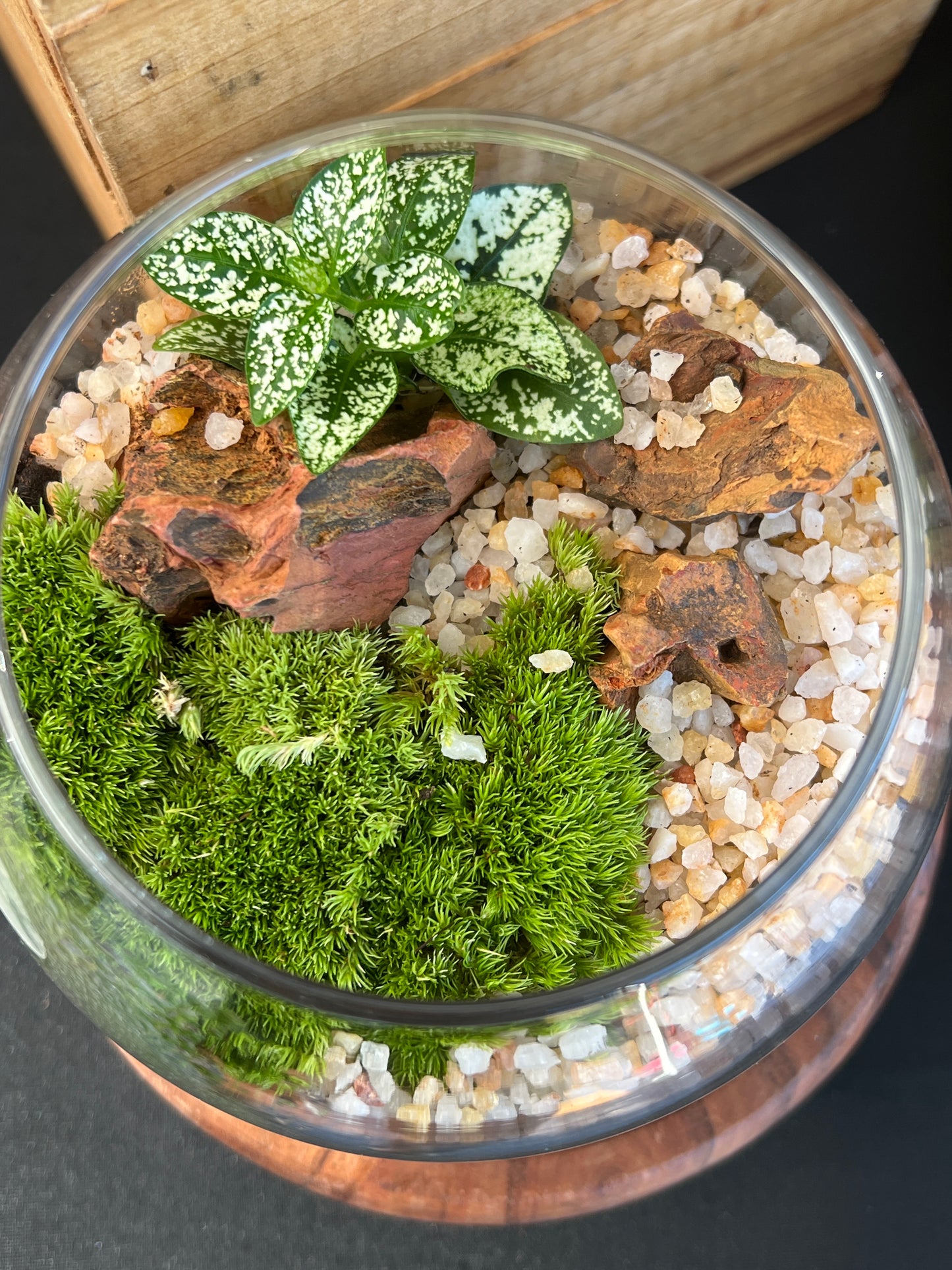 Terrarium 901