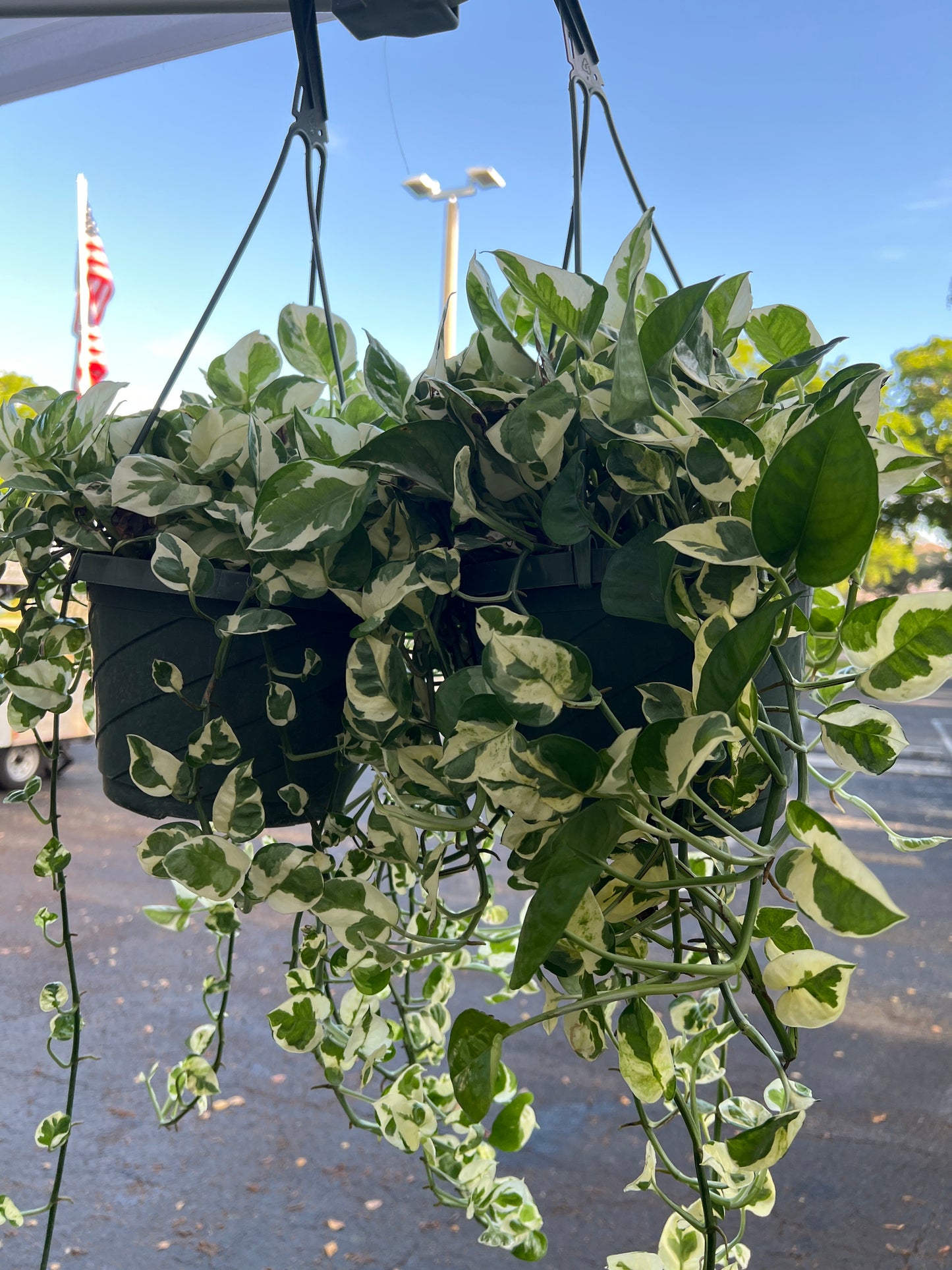 Live Plants: Variegated Pothos