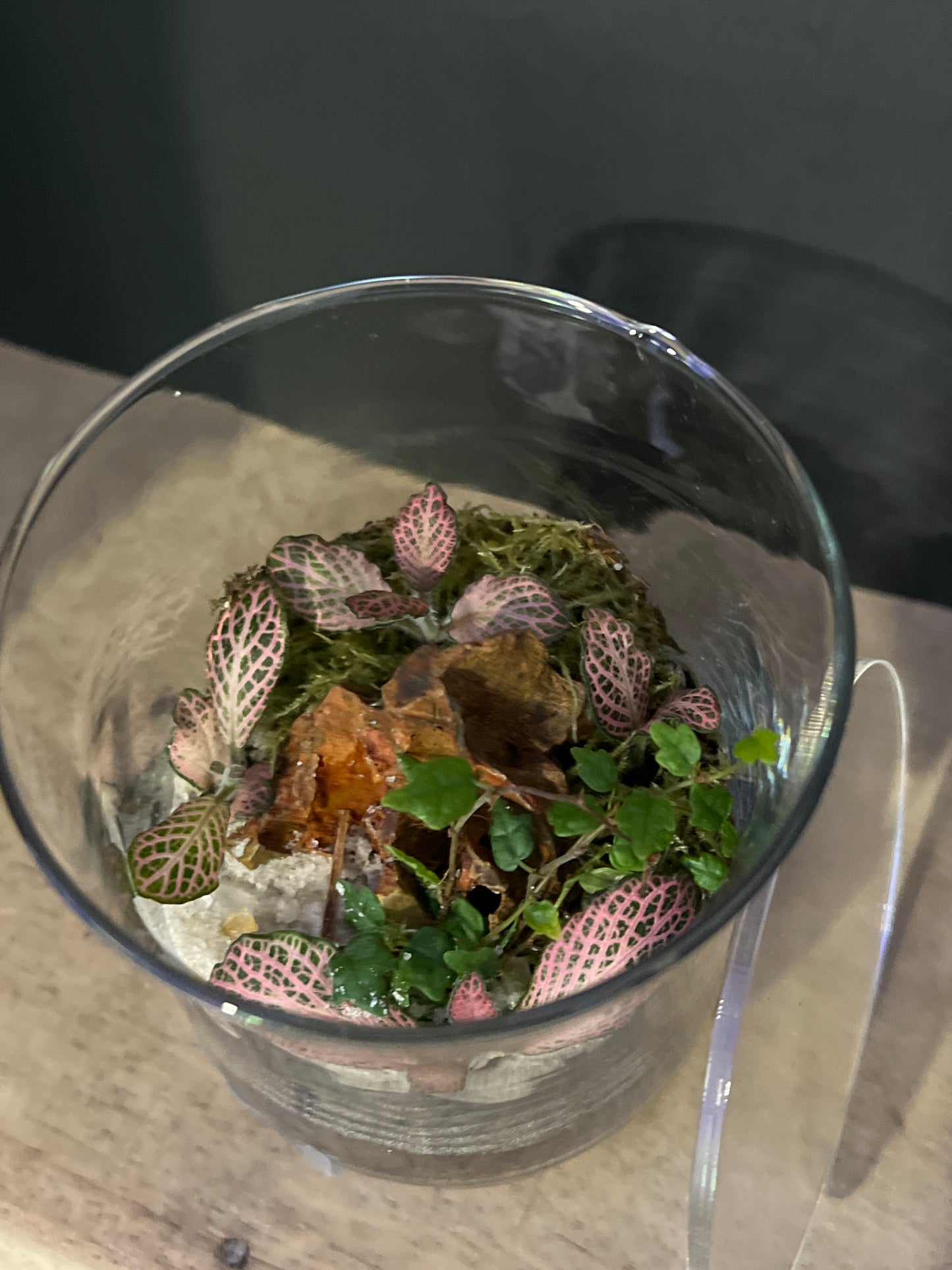 Terrarium 473